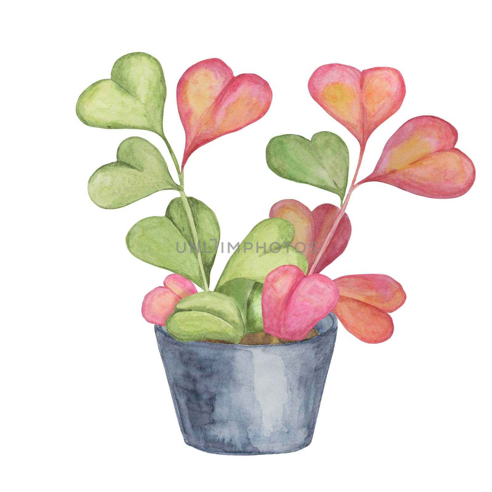 Two hoya kerrii plants in watercolor by Fofito