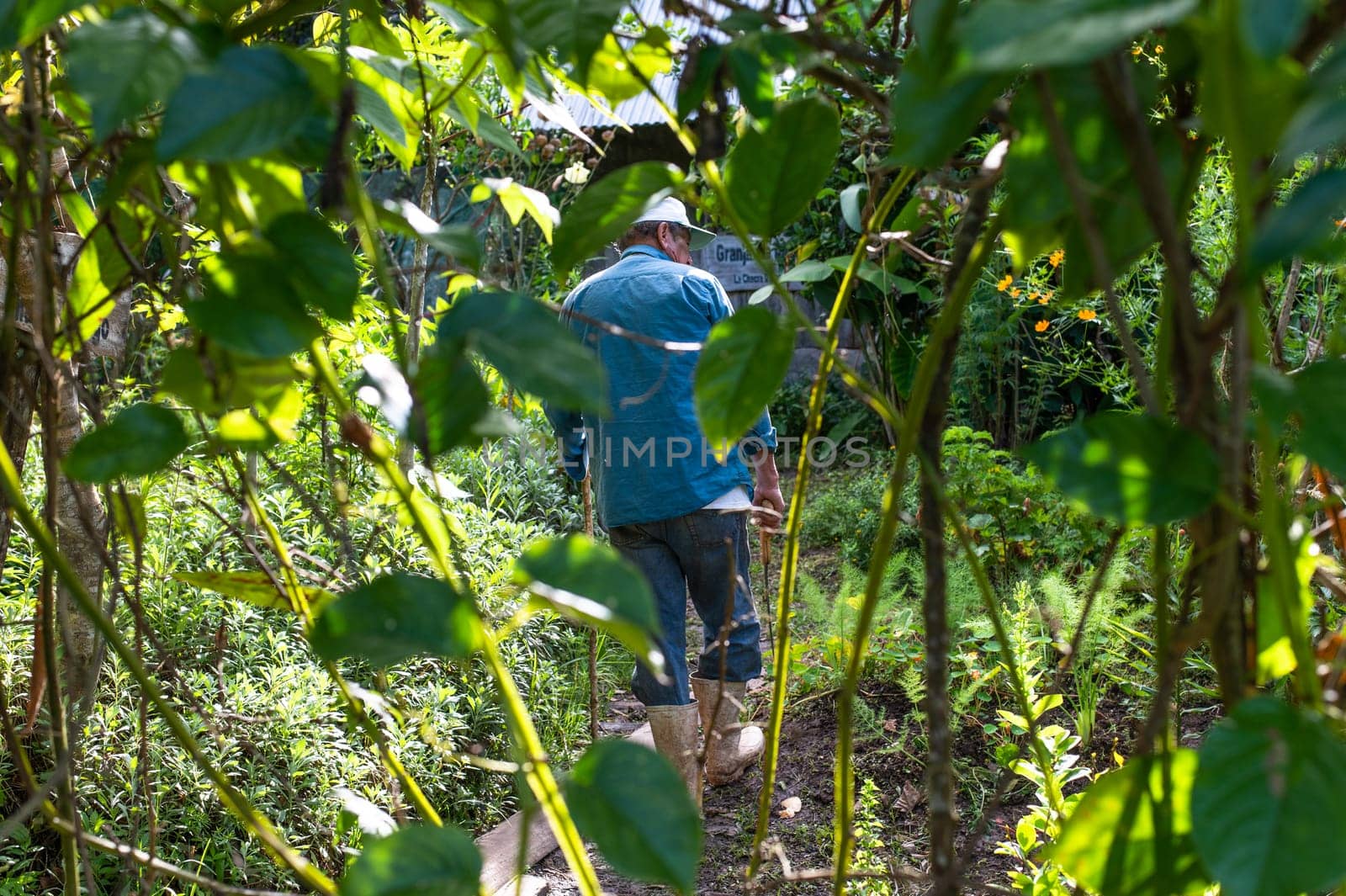 Back of elderly Hispanic farmer wearing a cap and holding a machete in the field by Peruphotoart