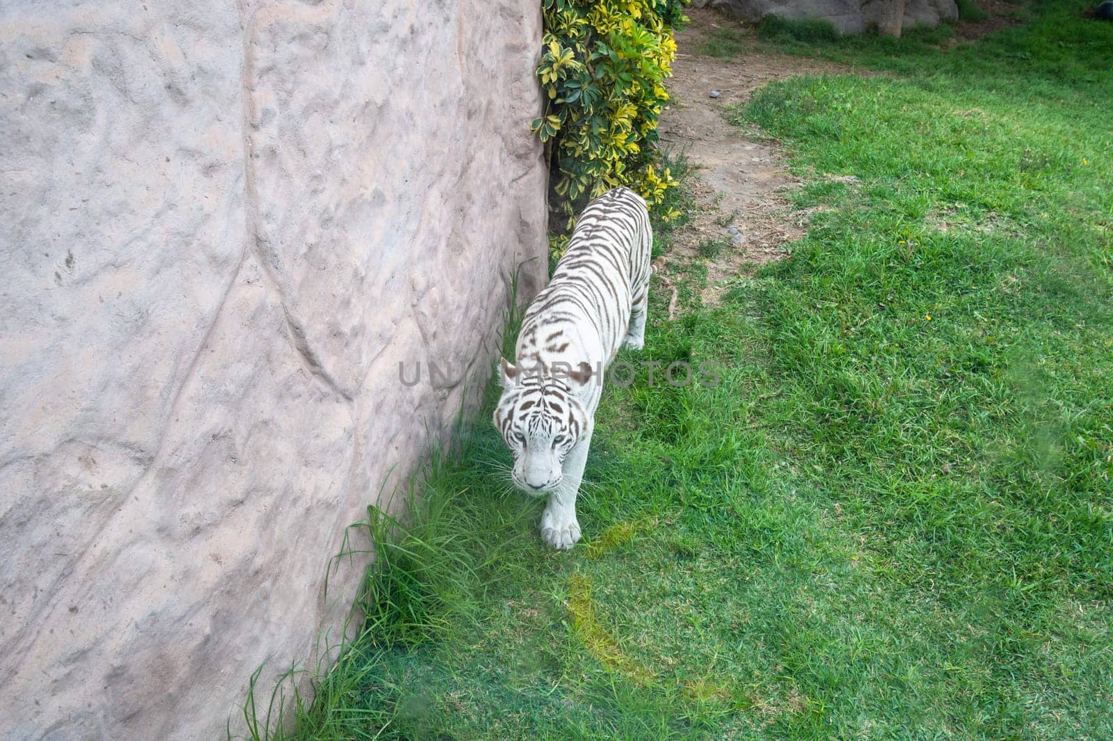 Beautiful white bengal tiger walking on the grass. by Peruphotoart