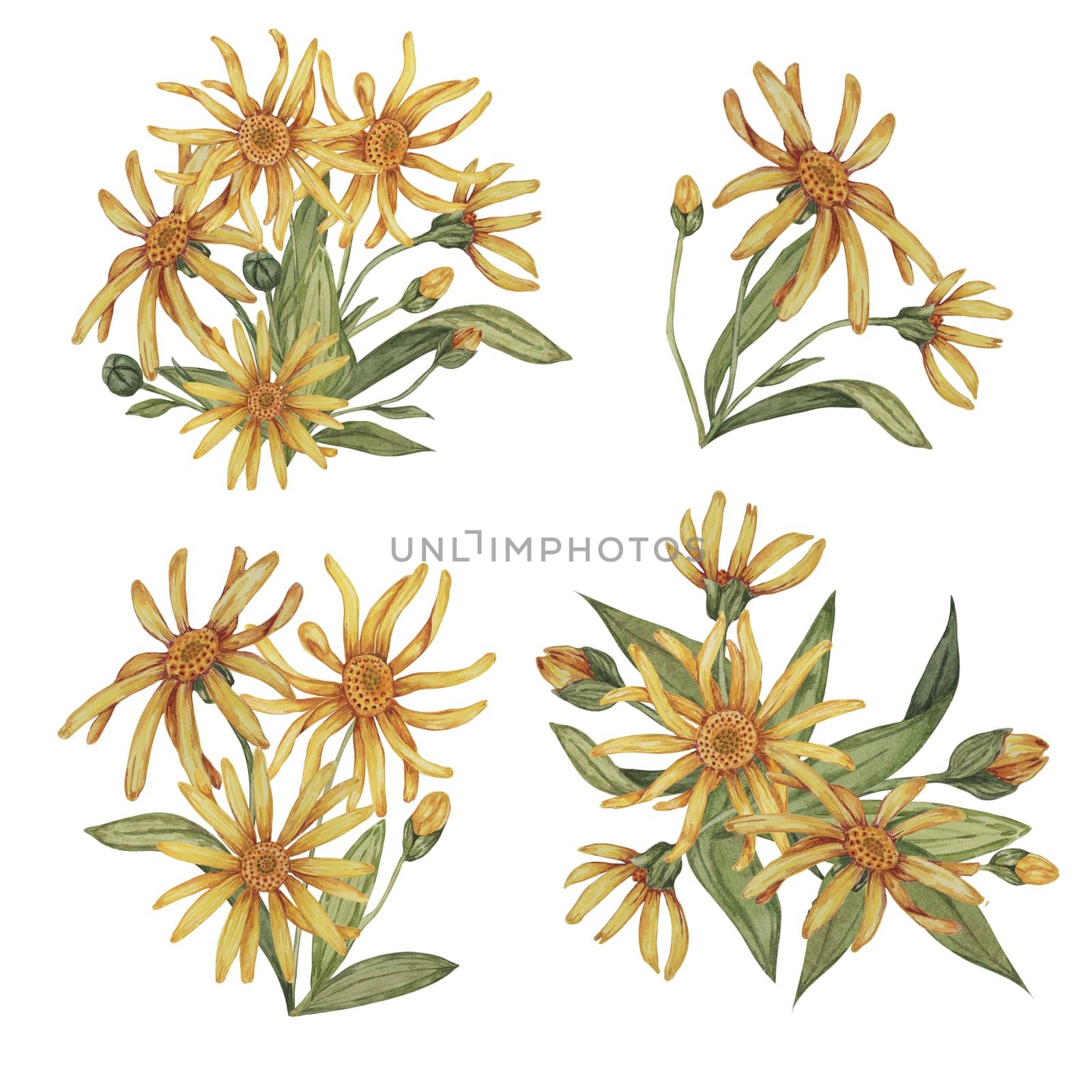Set of arnica plant groups, bouquets in watercolor. hand drawn wolfsbane flowers in yellow and orange. Realistic mountain tobacco cliparts for packaging and print in cosmetics, herbal medicine, creams
