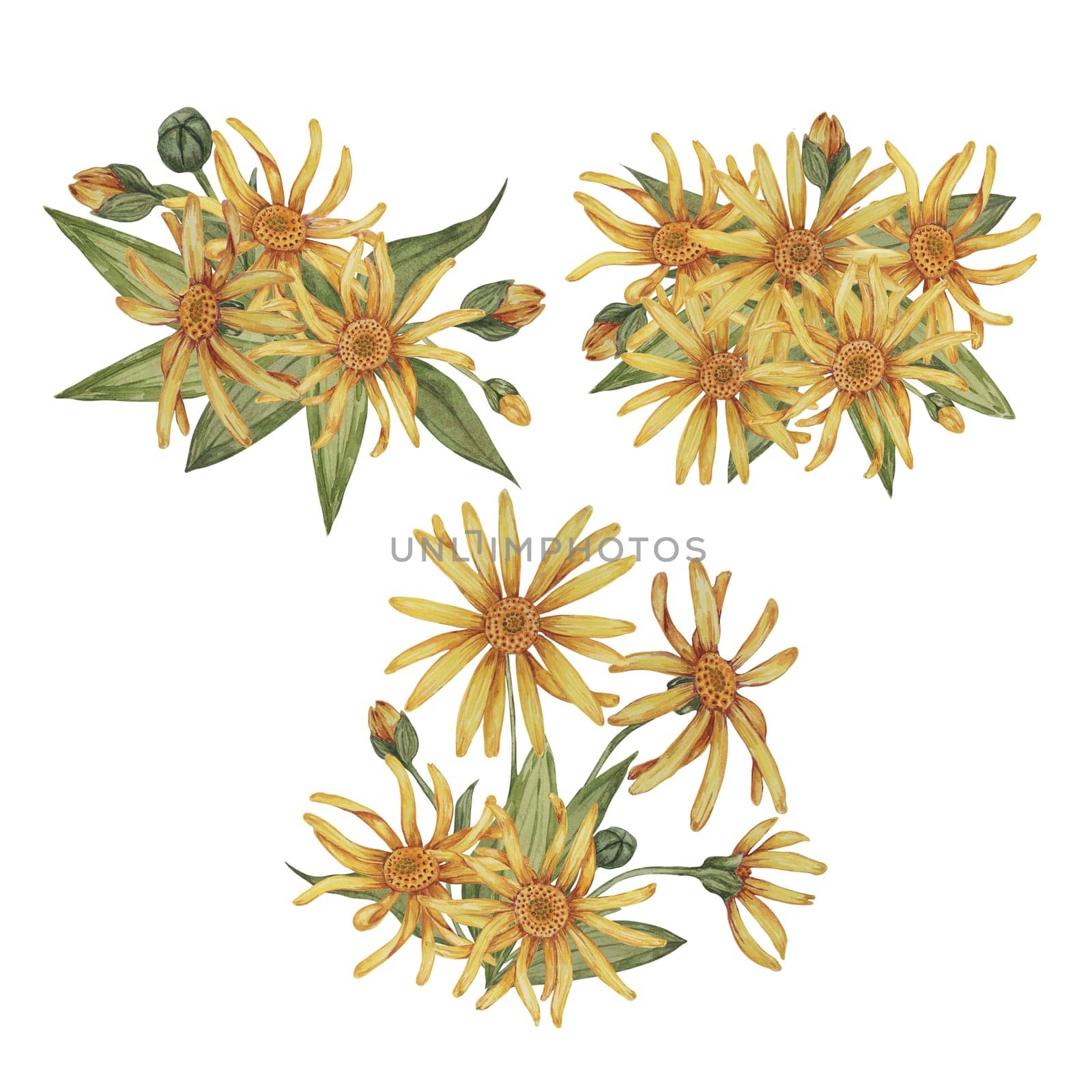 Set of arnica plant groups, bouquets in watercolor by Fofito