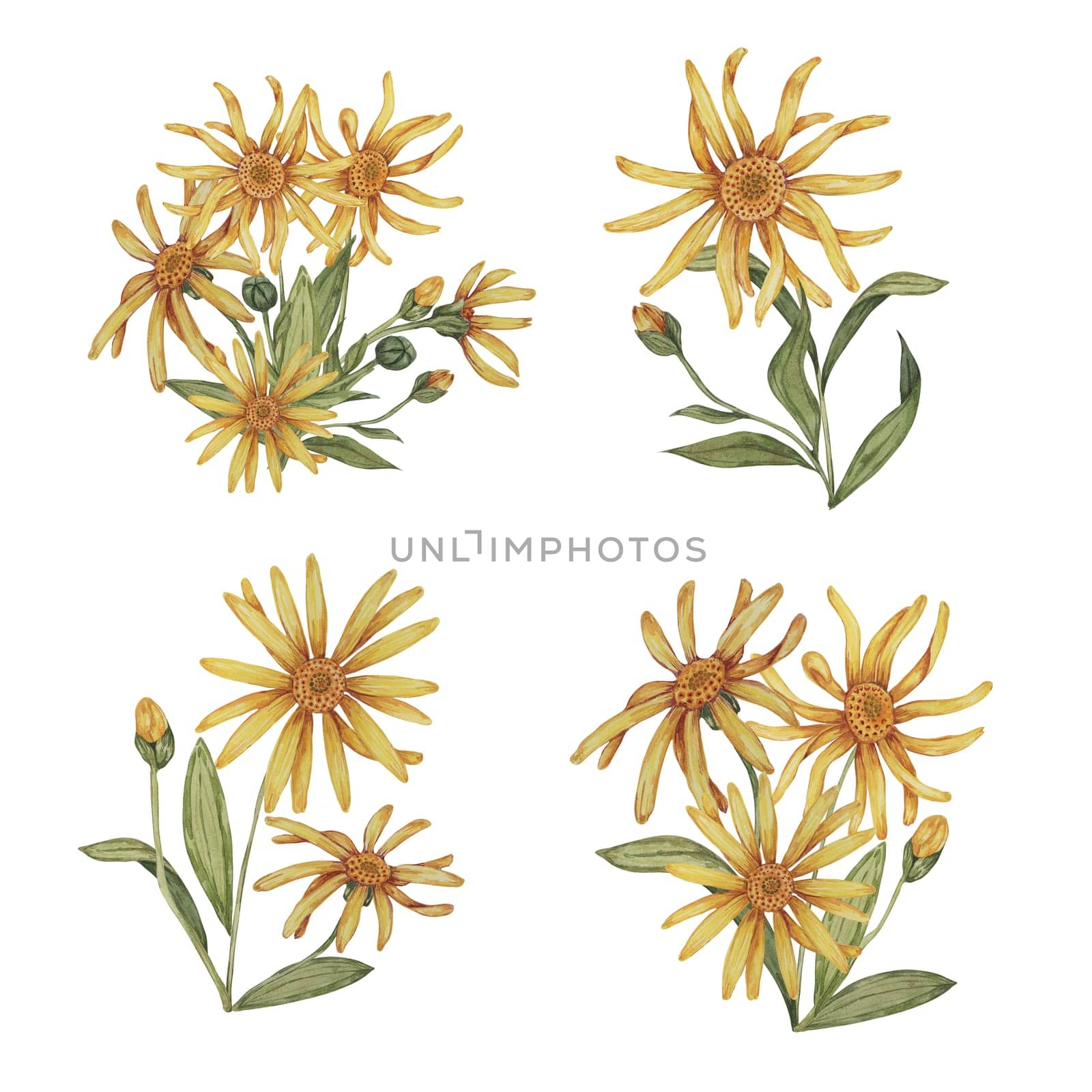 Set of arnica plant groups, bouqets in watercolor by Fofito