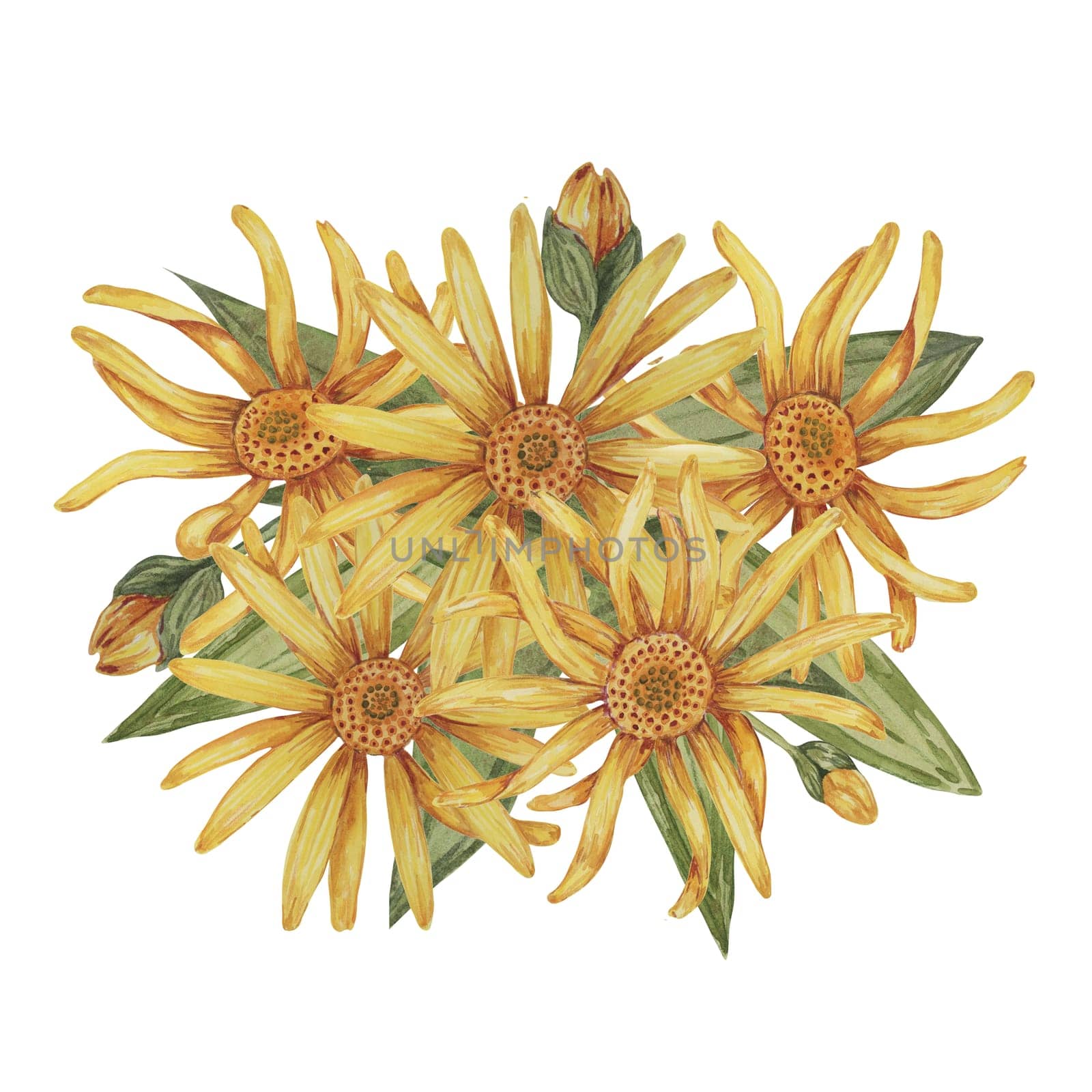 Perennial arnica montana bouquet. Watercolor, hand drawn wolfsbane flowers in yellow. Realistic mountain tobacco cliparts for packaging and print in cosmetics, herbal medicine, creams, ointments