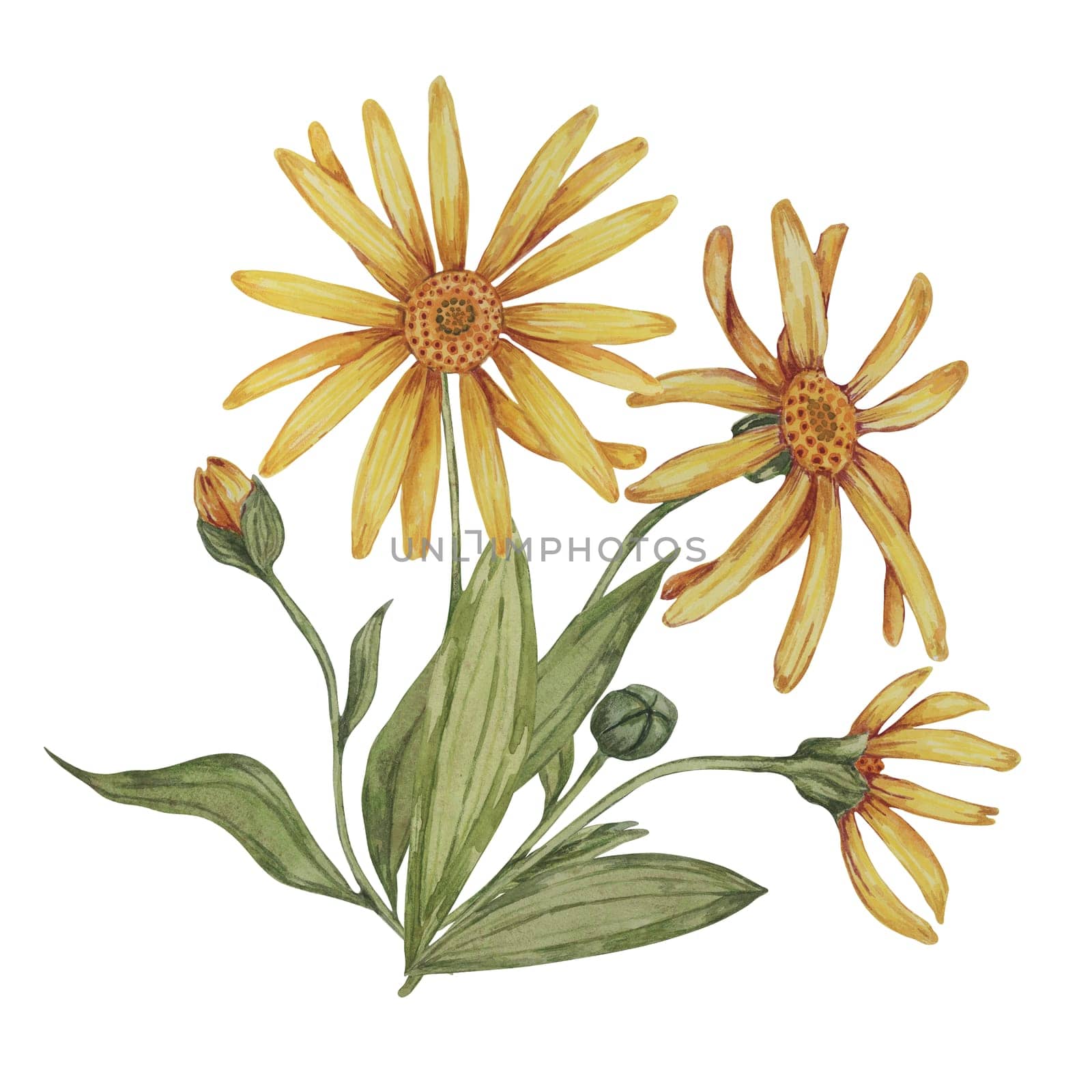 Perennial arnica montana plant in watercolor, hand drawn wolfsbane flowers in yellow and orange. Realistic mountain tobacco cliparts for packaging and print in cosmetics, herbal medicine, creams, ointments