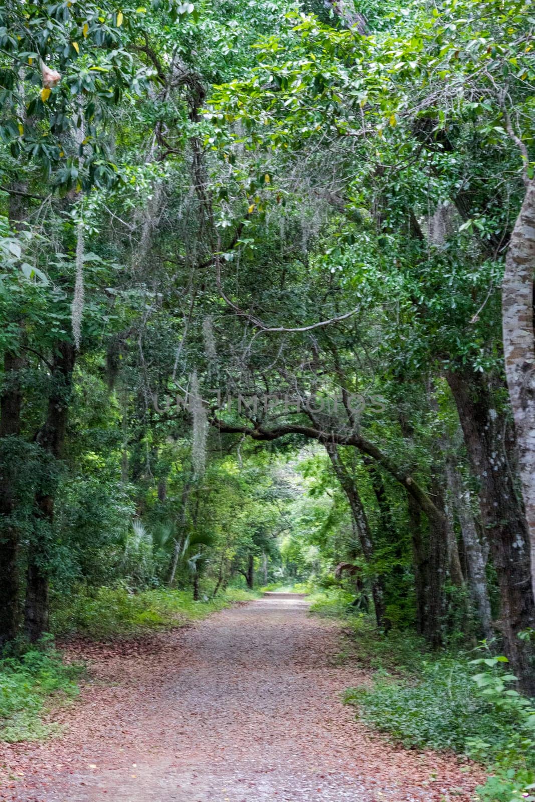 Lake Apopka Loop Trail, Florida