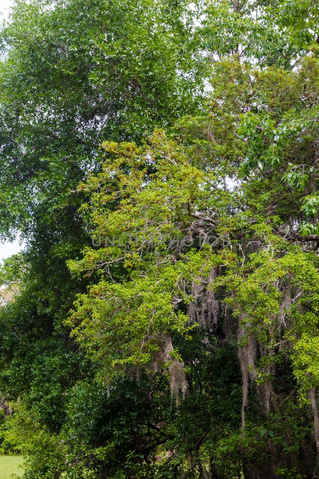 Views Seen from the Lake Apopka Loop Trail, Florida by Txs635