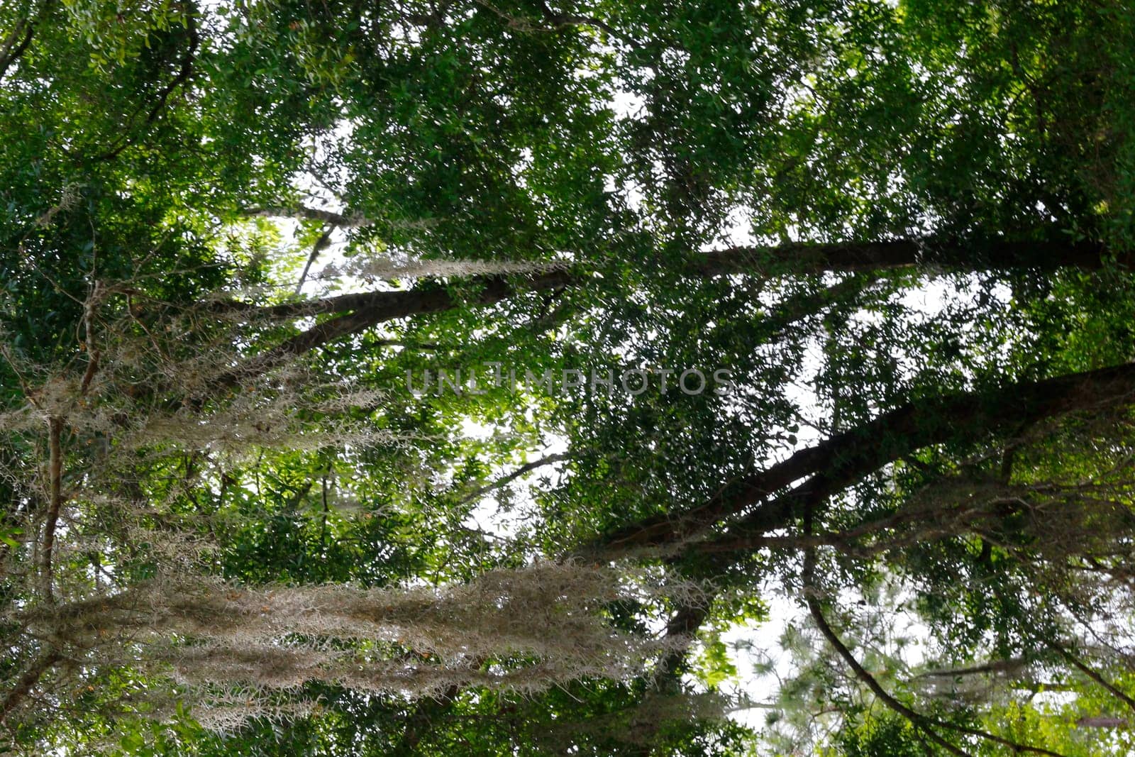Lake Apopka Loop Trail, Florida
