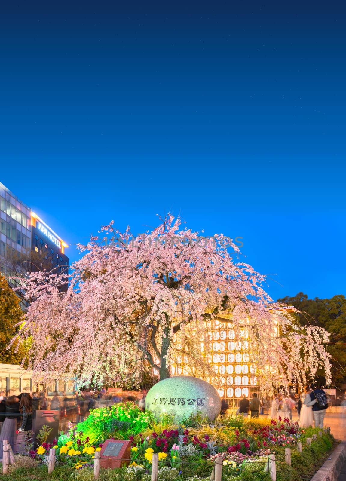 tokyo, ueno - apr 2 2024: Light-up of a Japanese pink shidarezakura weeping cherry tree at the entrance of the Ueno Onshi Park during the spring festival at cherry blossoms season at dusk.