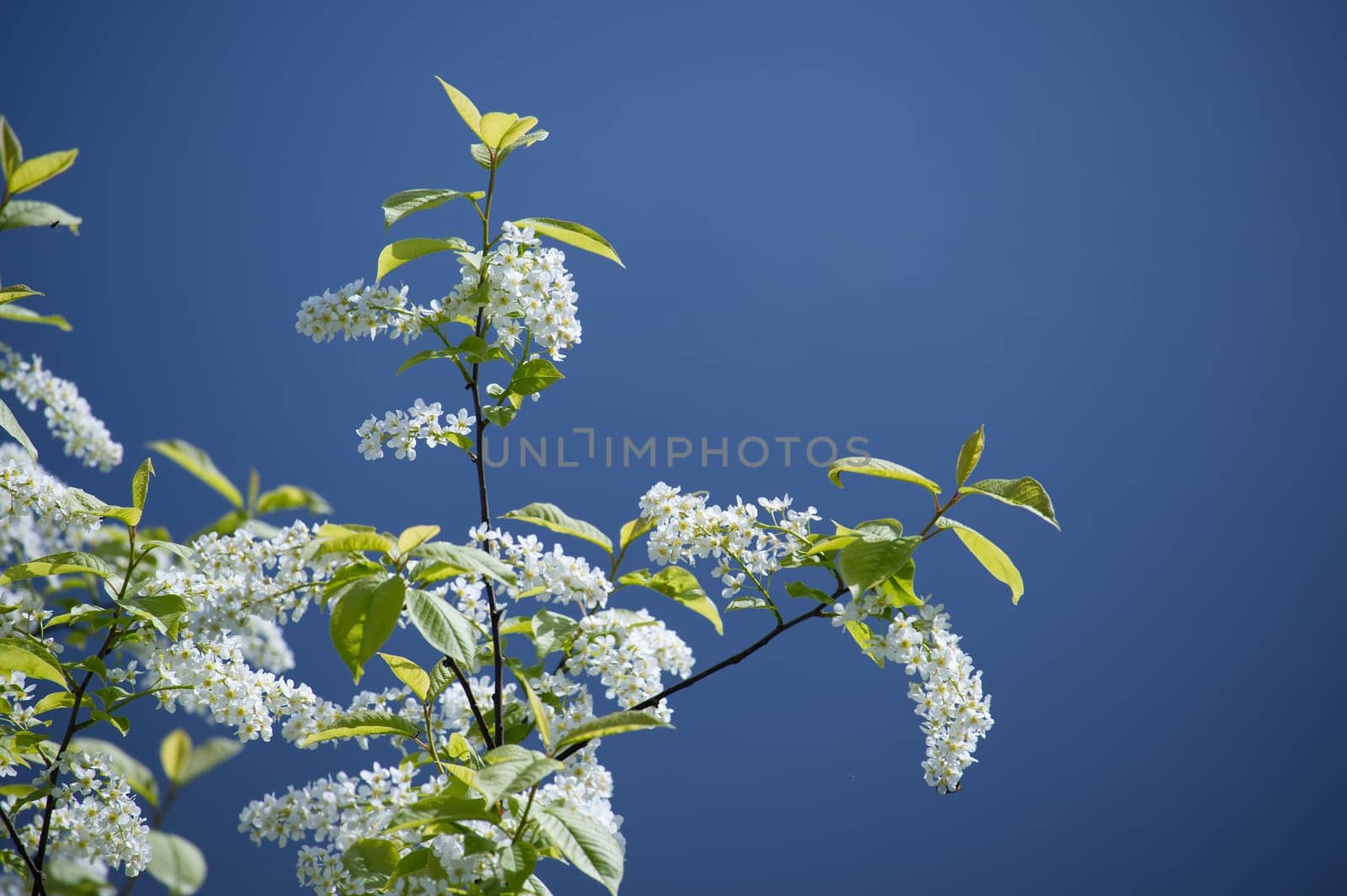Prunus padus tree flowers against clear blue sky by NetPix