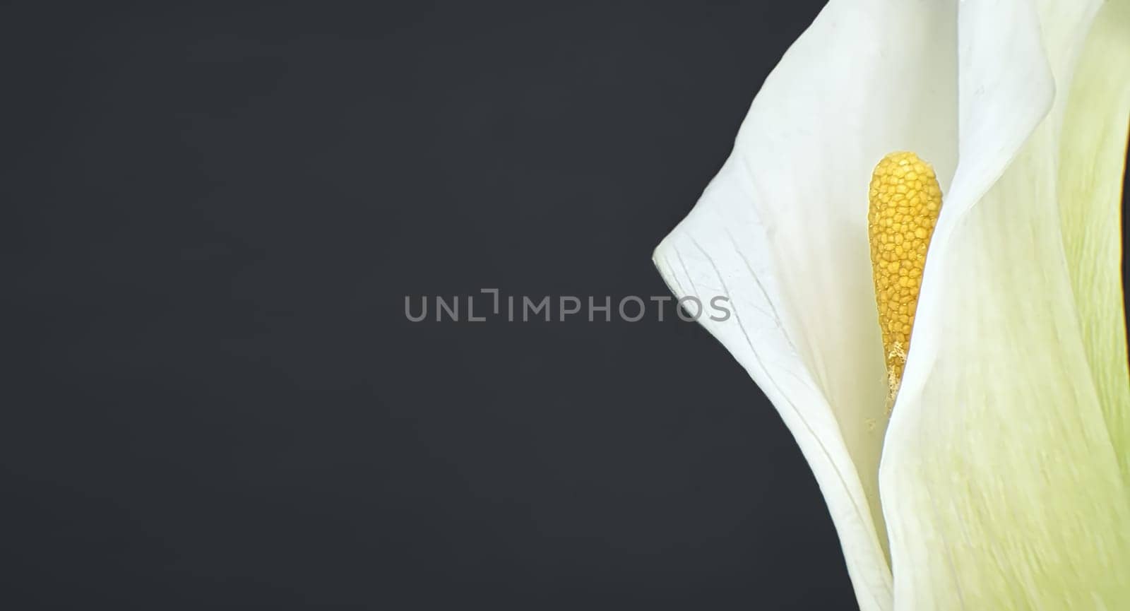 Single white calla lily flower in close up over black by NetPix