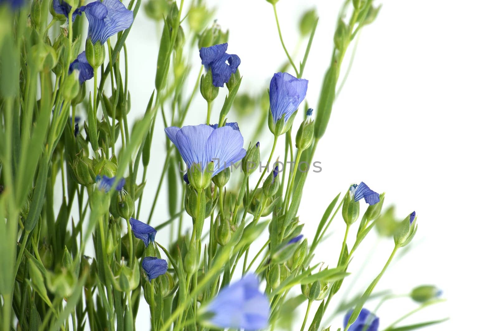 Blue flax blossom and plants with leaves in close up isolated on white background