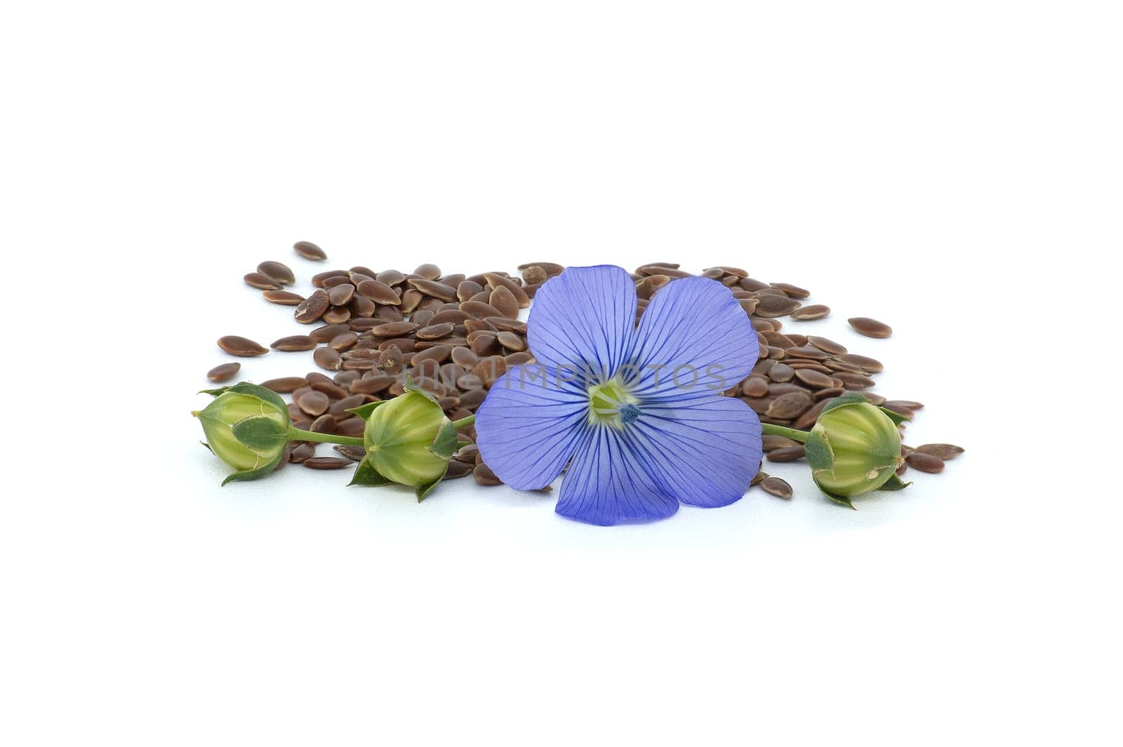Blue flax blossom and heap of seeds in close up isolated on white background