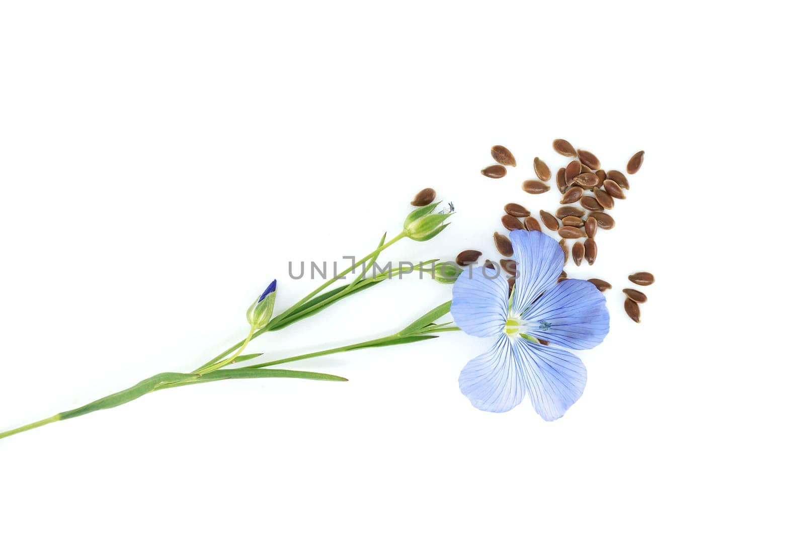 Stems of flowering flax, linseed seeds and flax fruit round capsules isolated on white background. Linum usitatissimum or Common Flax