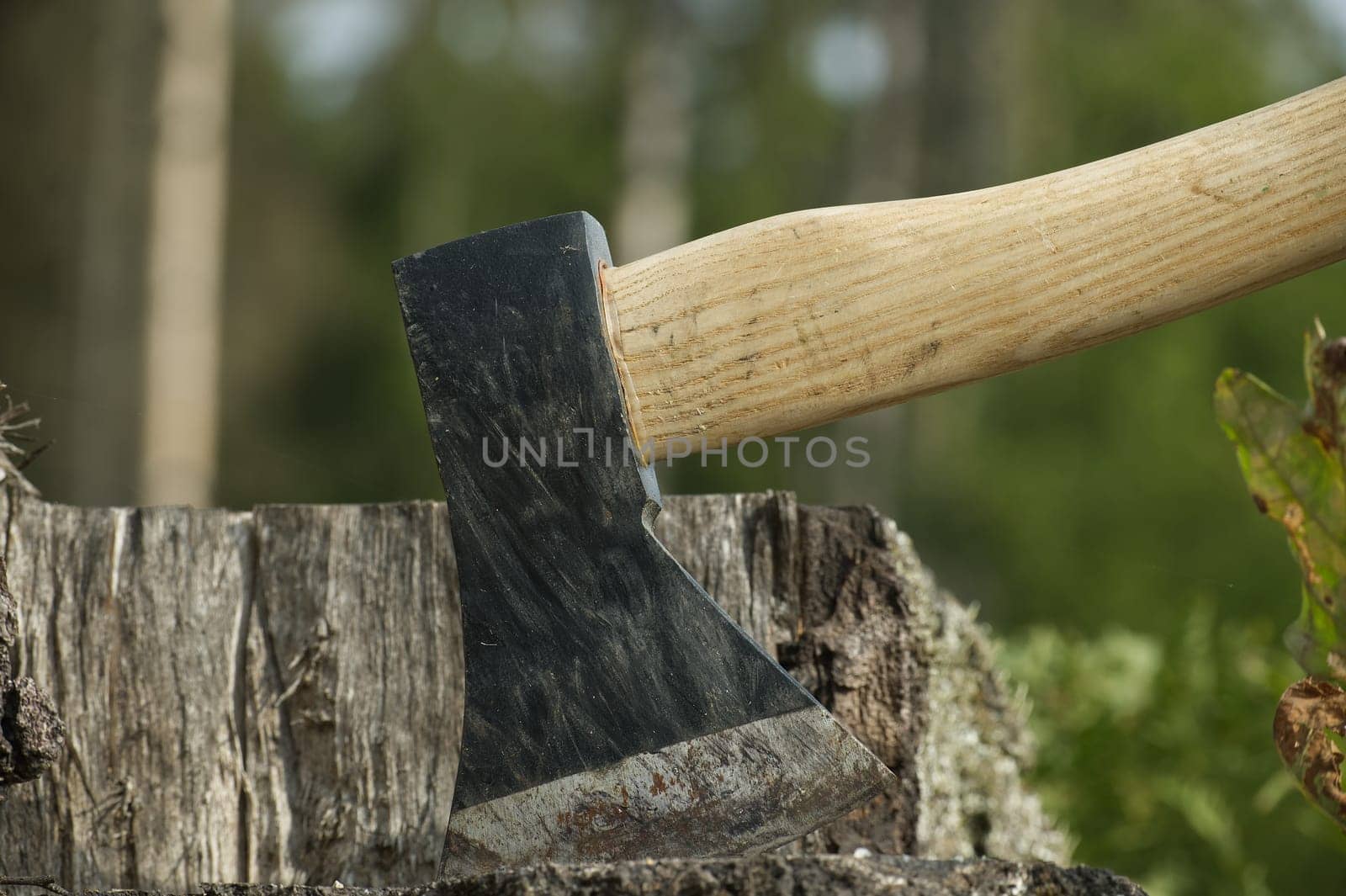 Hatchet or ax stuck in a tree stump against of blured forest background. Deforestation, forest clearance or firewood preparation for winter
