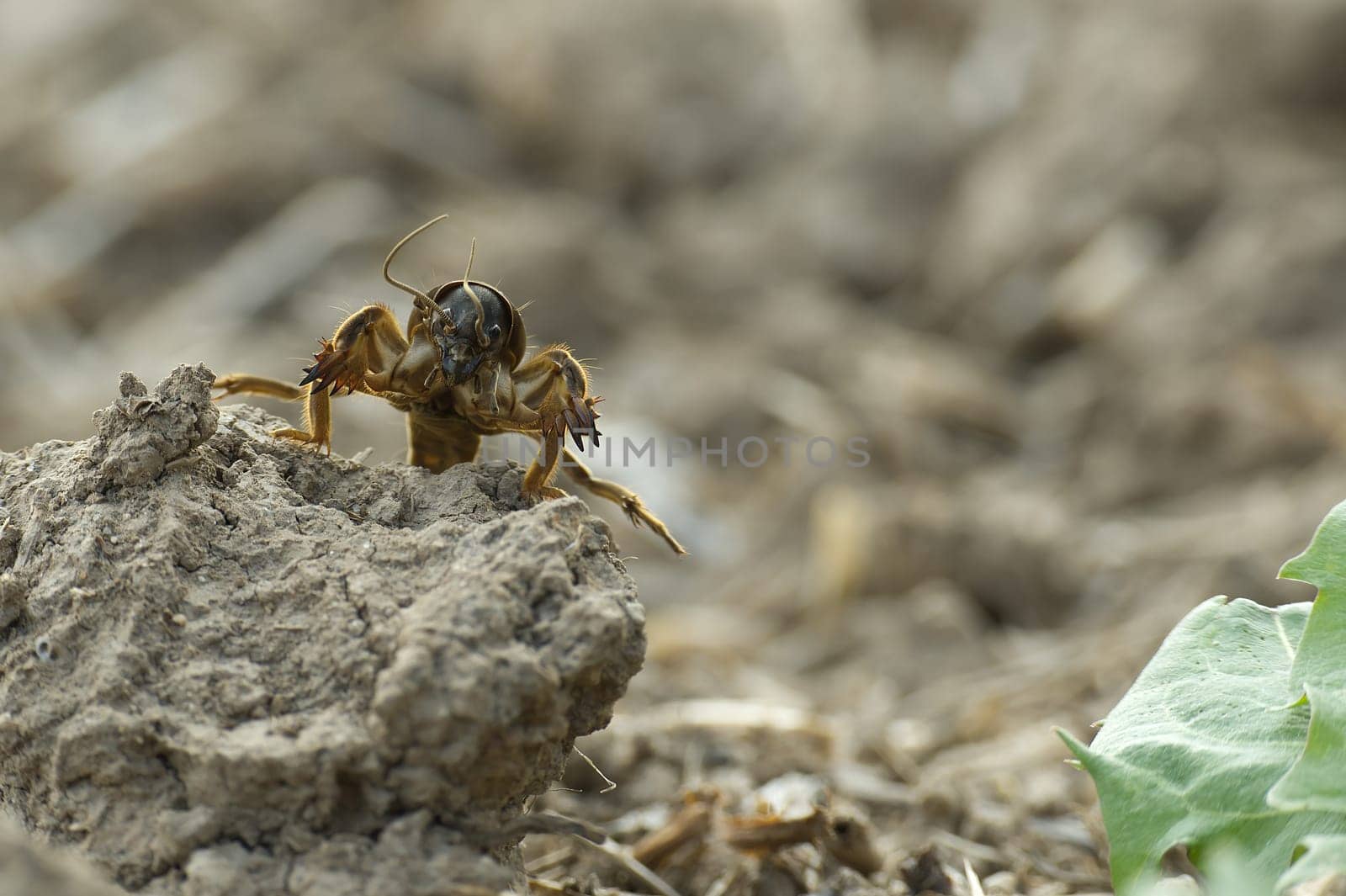 European mole cricket (Gryllotalpa gryllotalpa) by NetPix