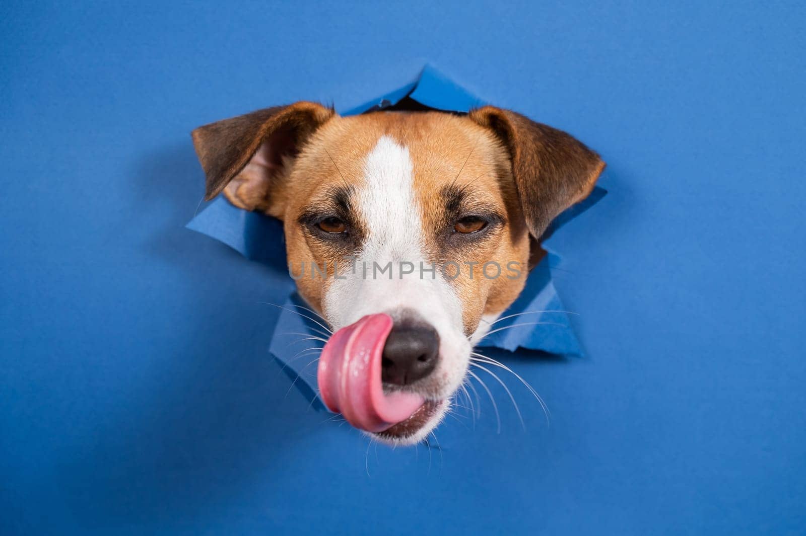 Funny dog jack russell terrier leans out of a hole in a paper blue background. by mrwed54