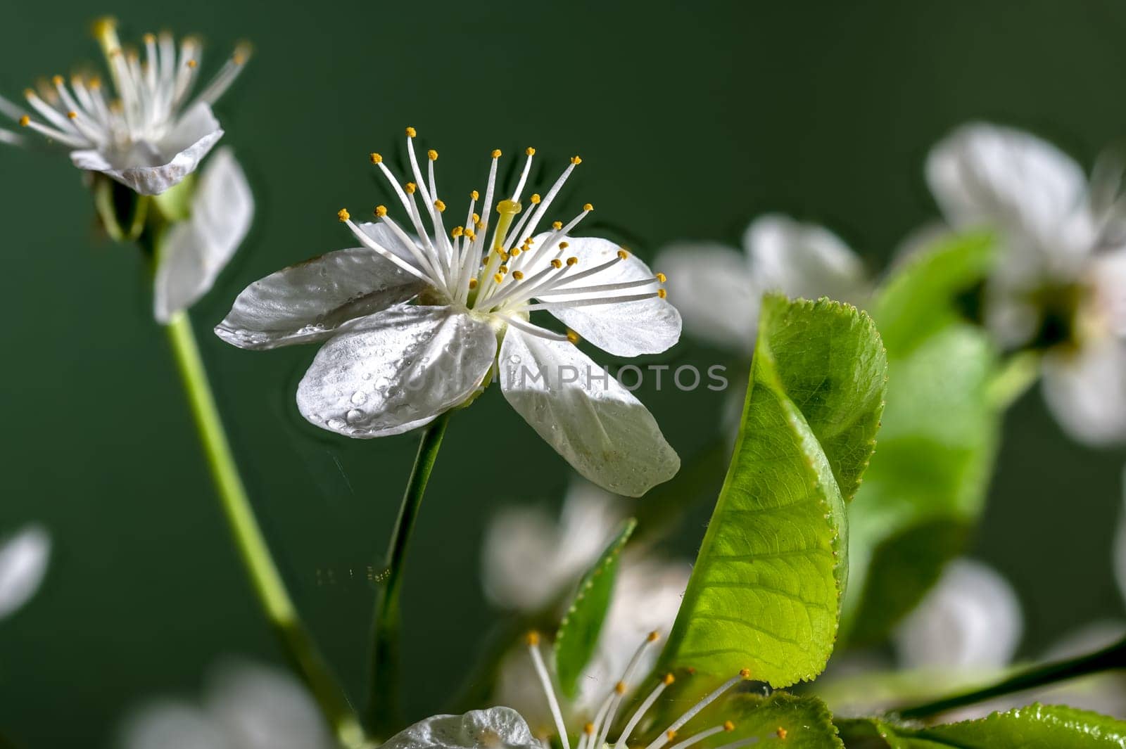 Beautiful white cherry blossoms on a green background. Flower head close-up.