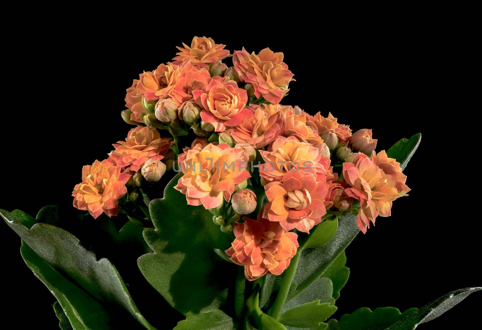 Beautiful blooming Orange kalanchoe flowers isolated on a black background. Flower heads close-up.