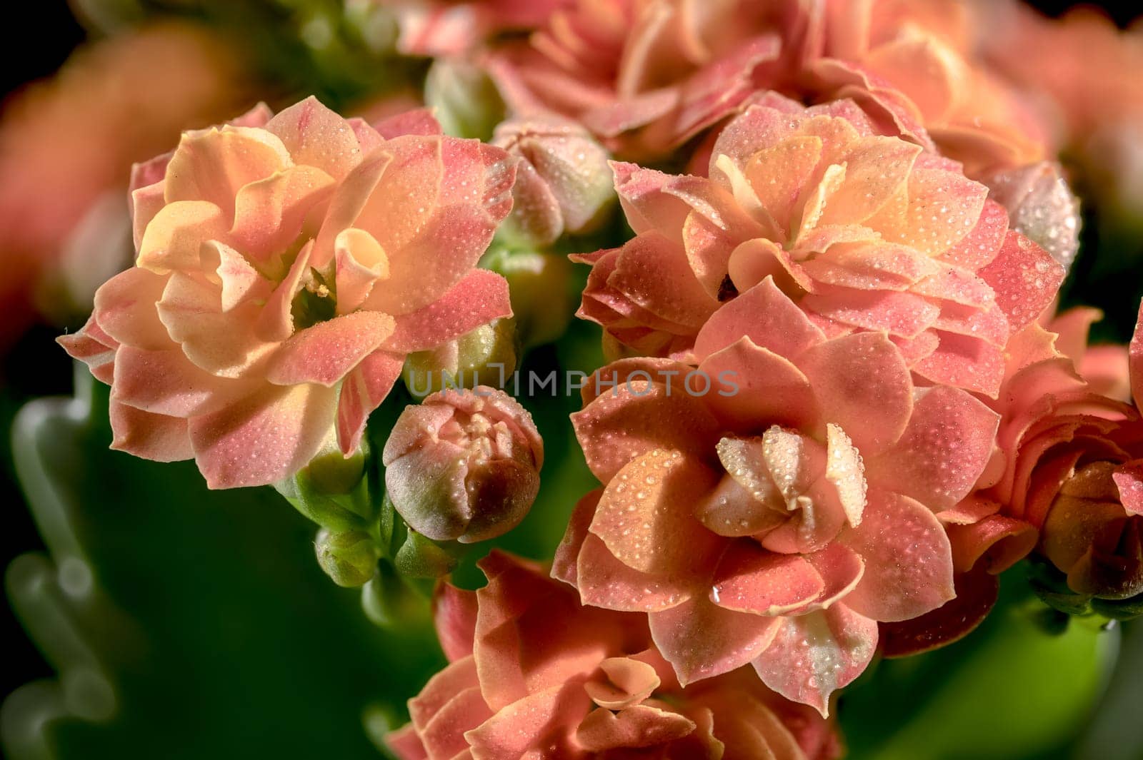 Beautiful blooming Orange kalanchoe flowers isolated on a black background. Flower heads close-up.