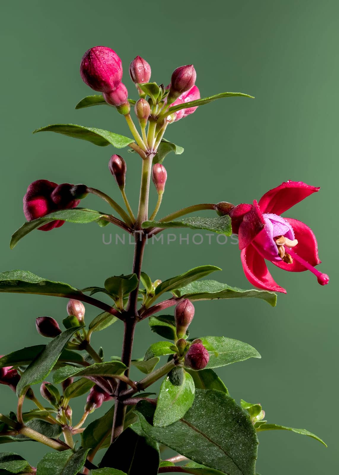 Red fuchsia flower on a green background close-up by Multipedia