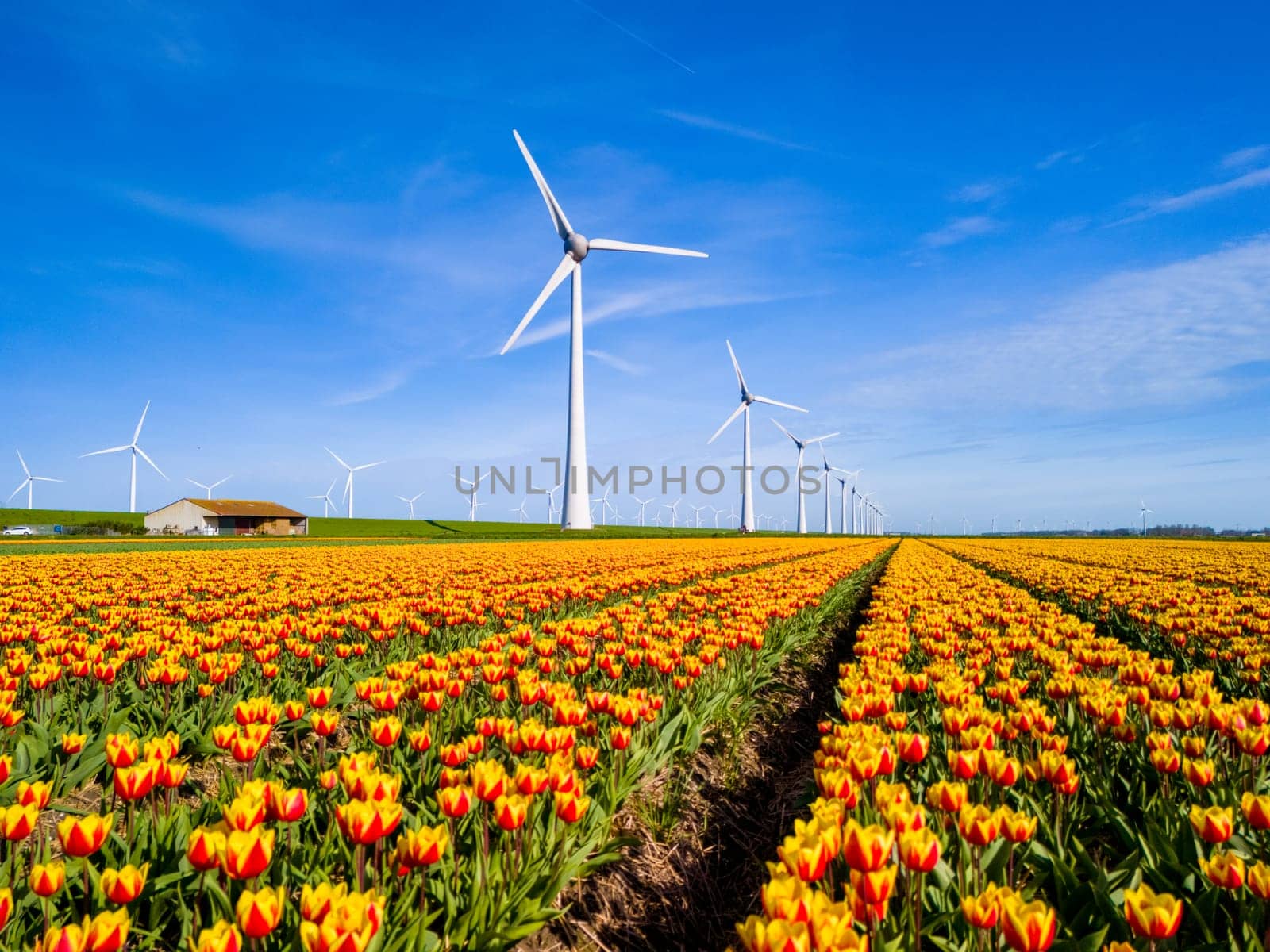 A vibrant field of colorful tulips dances in the wind with majestic windmills in the Netherlands by fokkebok