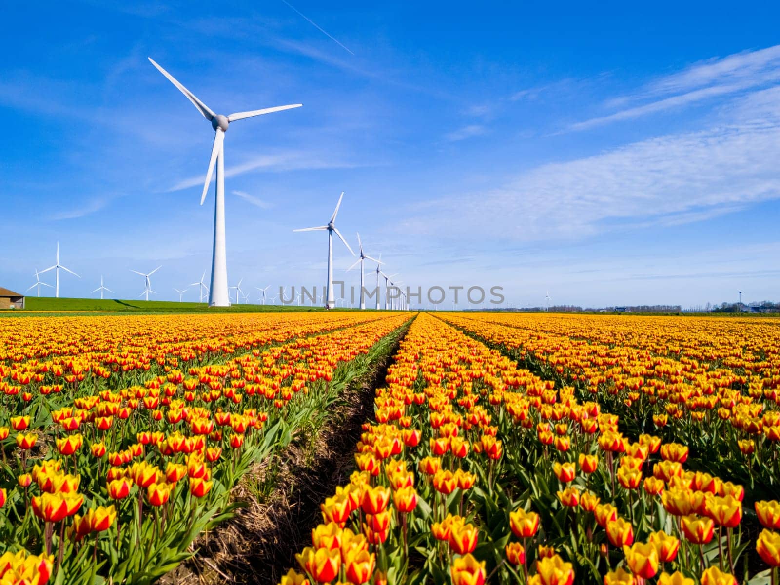 A vibrant field of yellow and red tulips dances in the wind, with majestic windmills standing tall in the background in the Netherlands Flevoland during Spring.