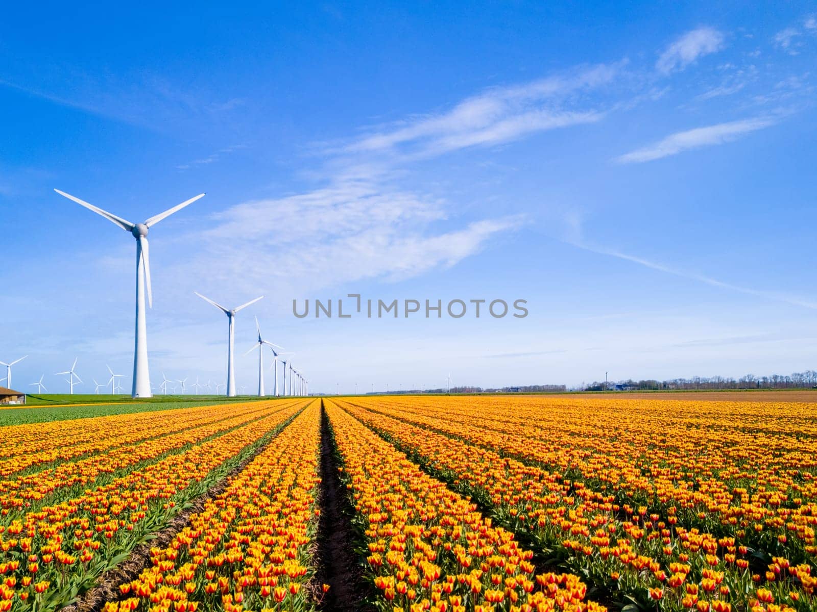 Vibrant tulips sway in a field stretching towards distant windmills, by fokkebok