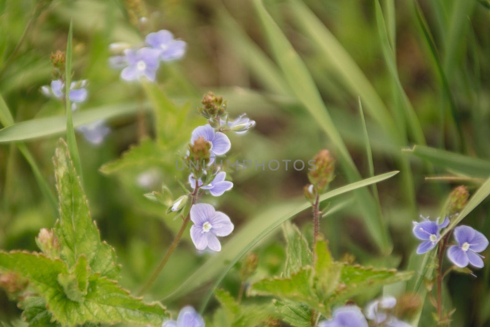 Background of blurry wildflowers buds supposedly mint - image