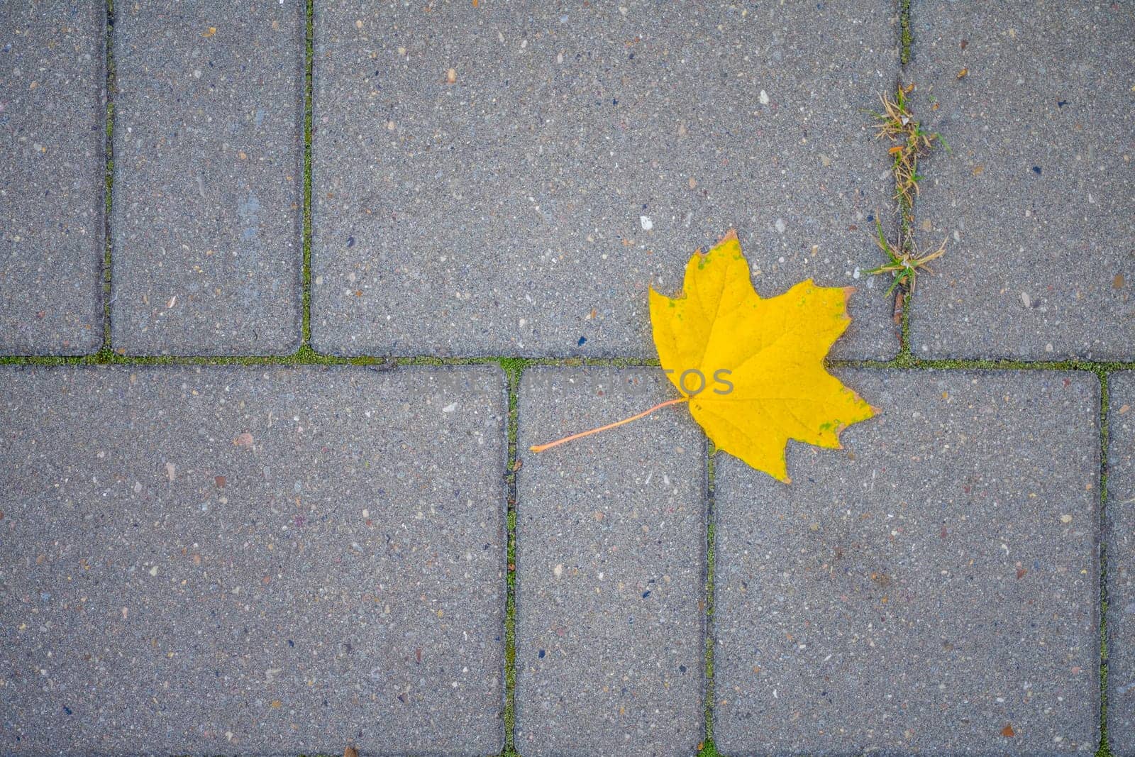 Red maple leaf lays on dark asphalt road. by zartarn