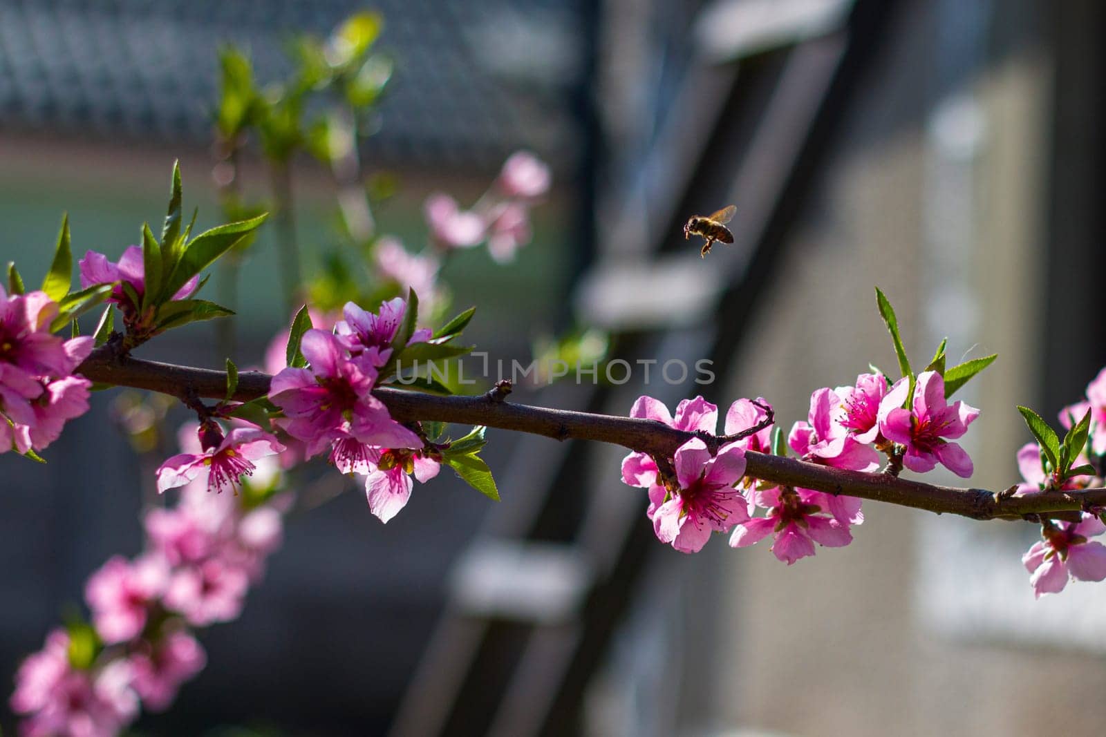 Bee pollinates nectarine peach blossom flower. Agriculture beautiful season farming springtime landscape