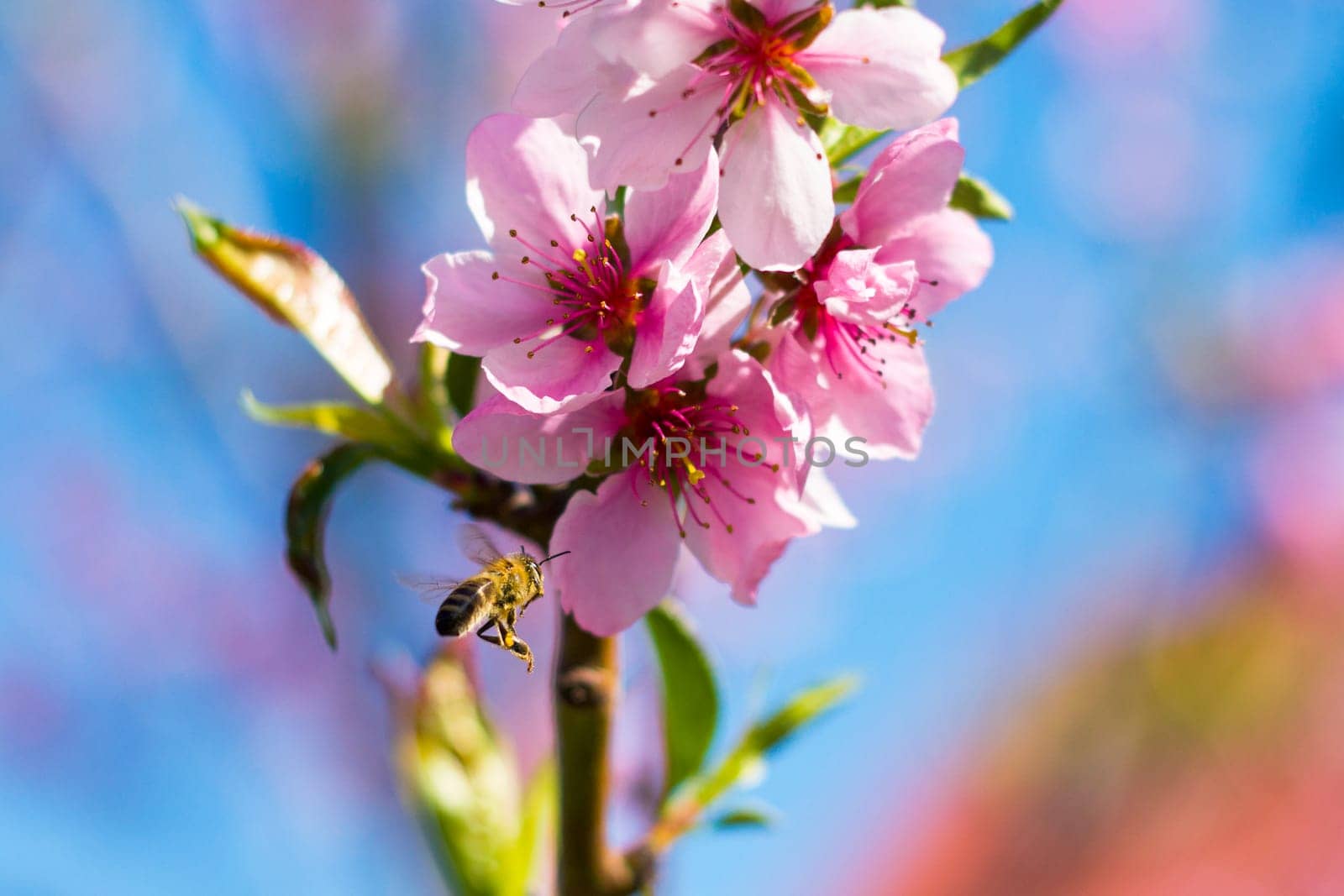 Bee pollinates peach nectarine flowers blossom. Agriculture beautiful season farming springtime landscape