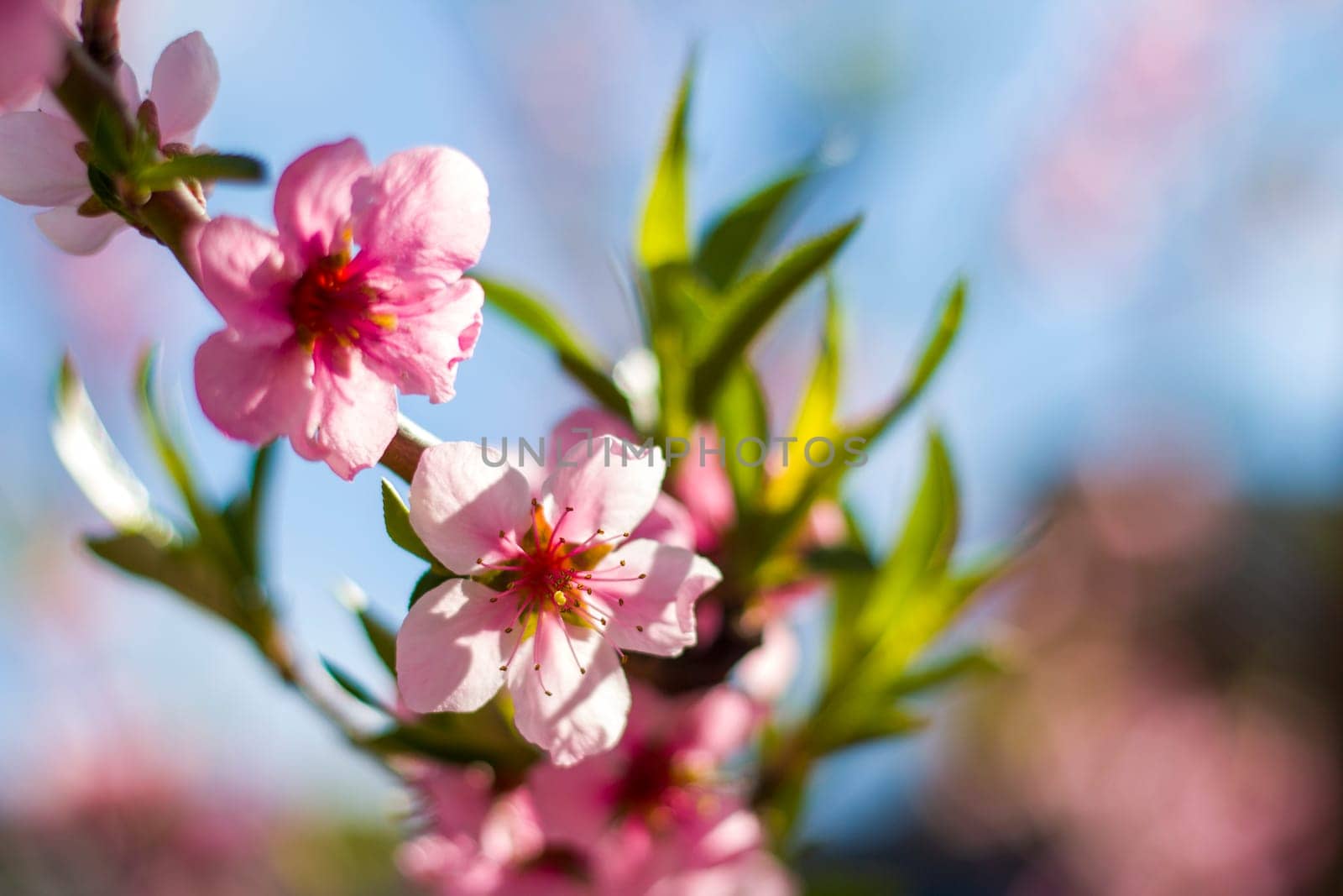 Flower blossom of spring nectarine peach branch. Agriculture beautiful season farming springtime landscape
