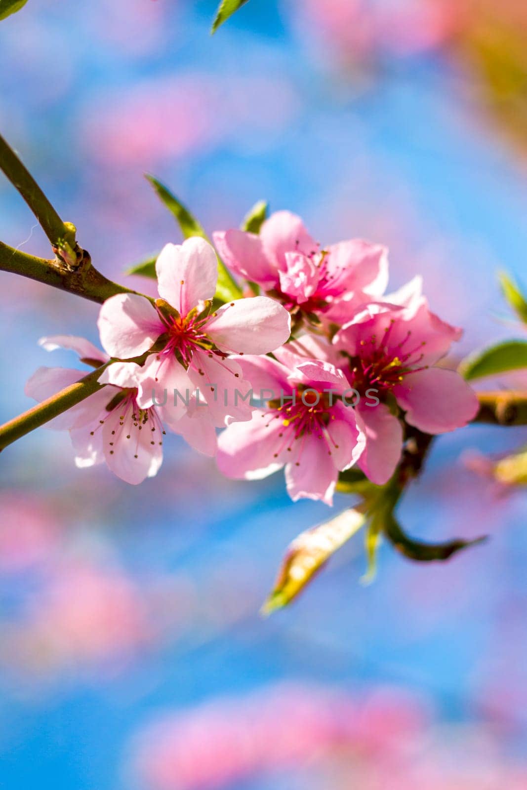 Nectarine peach blossom flowers on spring branch Agriculture beautiful season farming springtime landscape