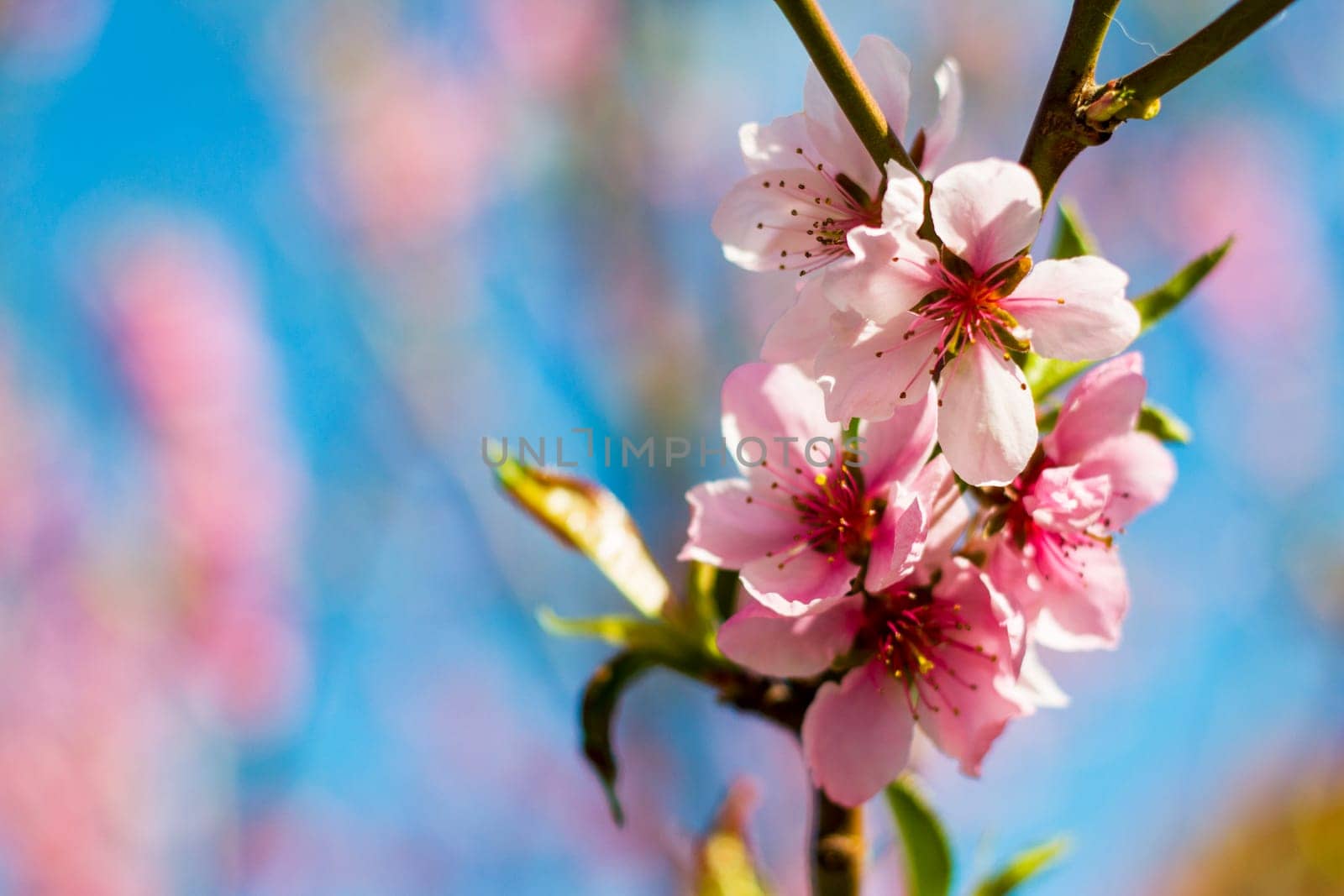Nectarine peach blossom flowers on spring tree. Agriculture beautiful season farming springtime landscape
