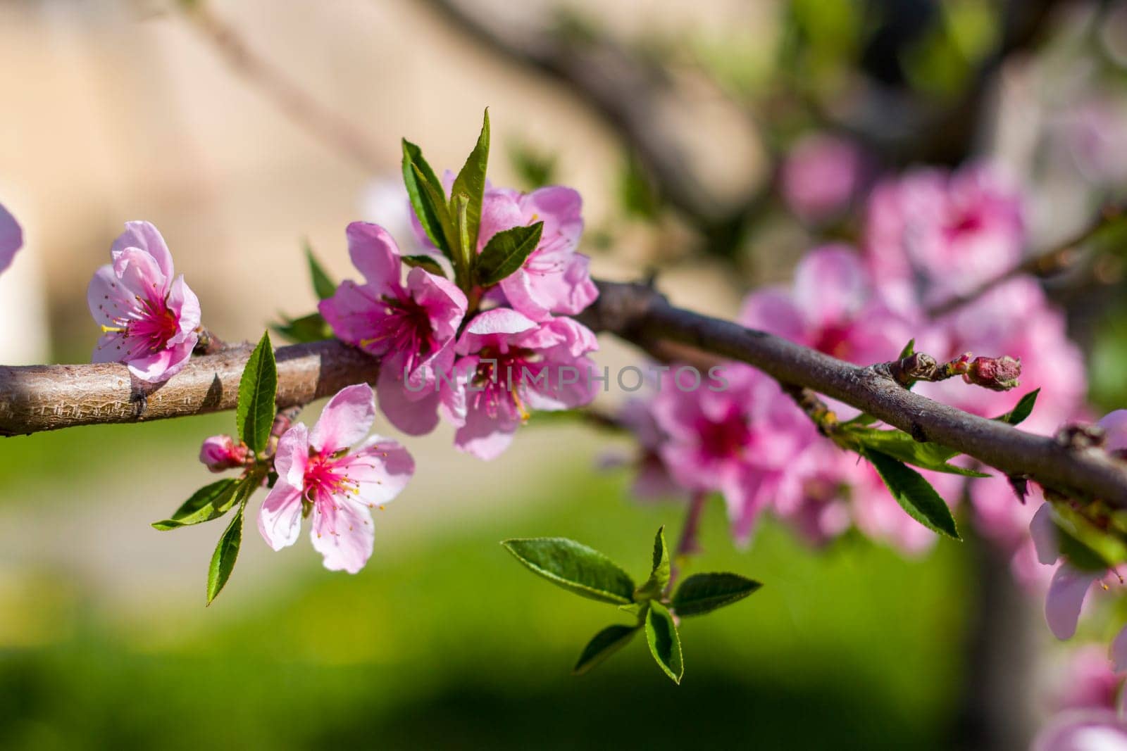 nectarine peach blossom on branch spring tree by romvo