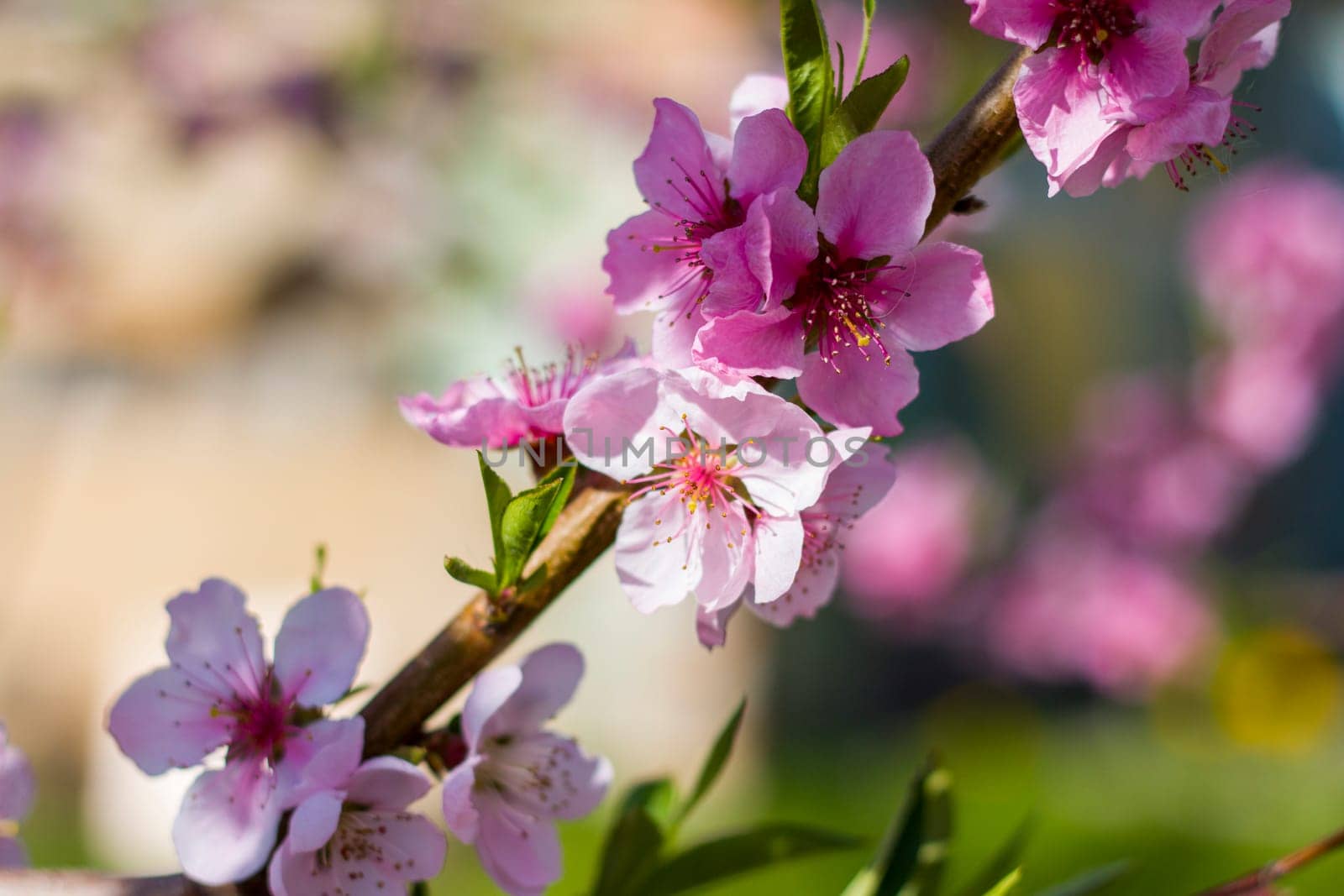 Nectarine peach blossom on sunny day tree. Agriculture beautiful season farming springtime landscape