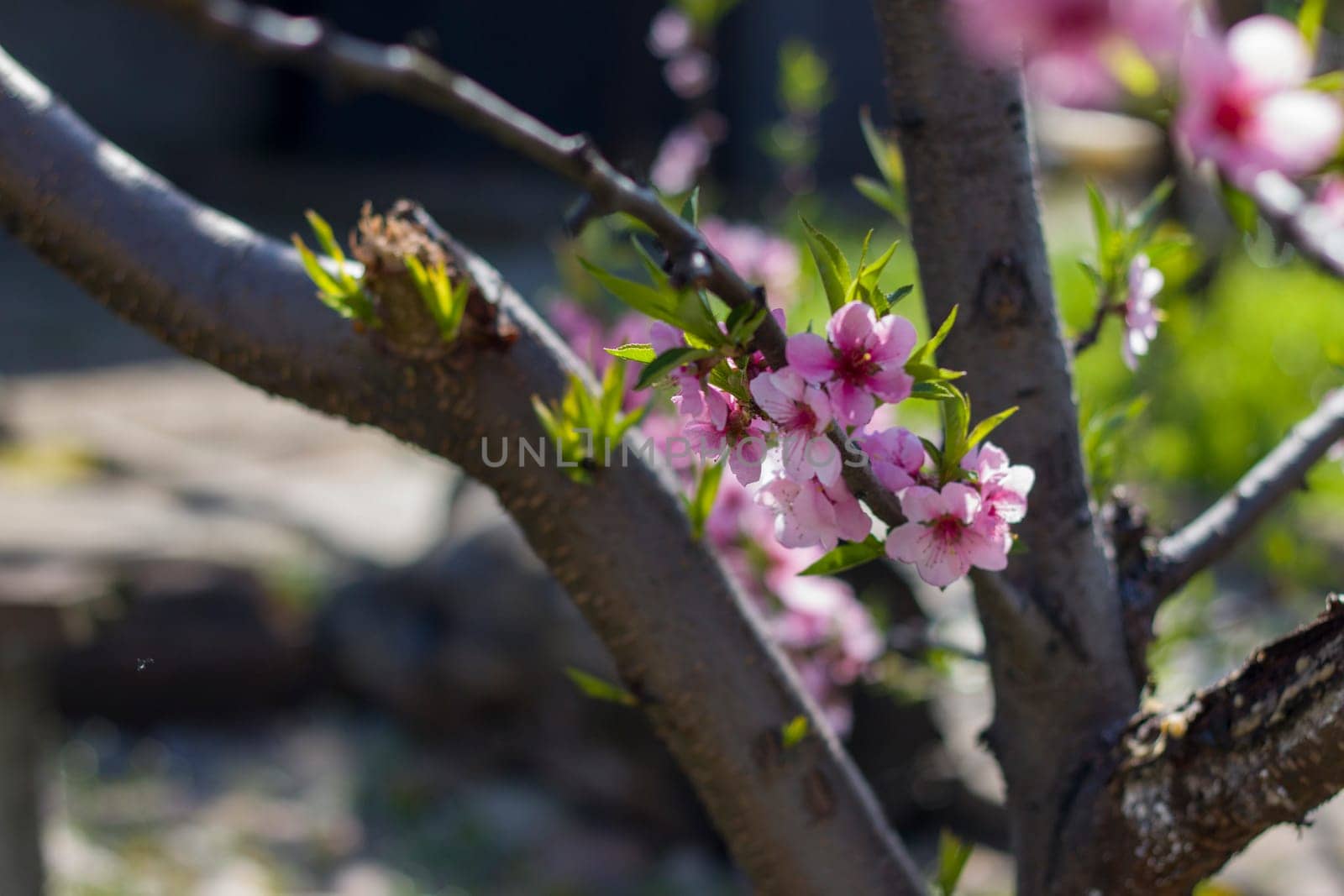 nectarine peach blossom on tree by romvo