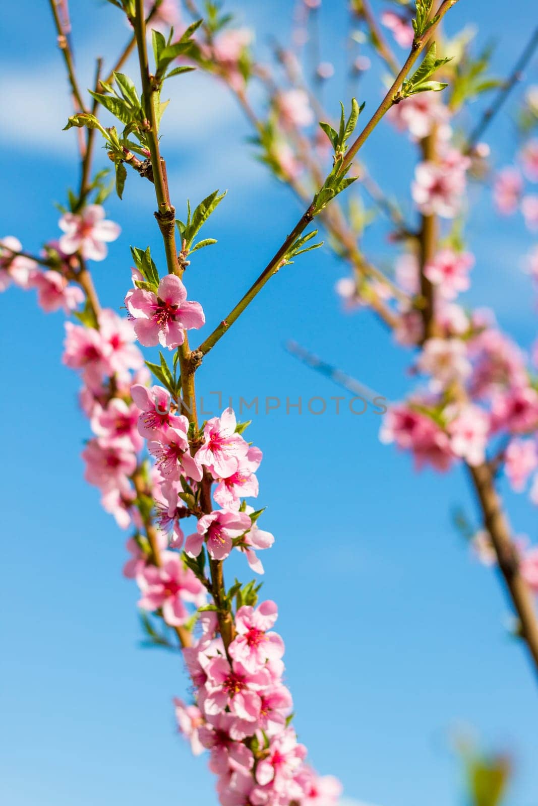 nectarine peach blossom spring branch flowers by romvo