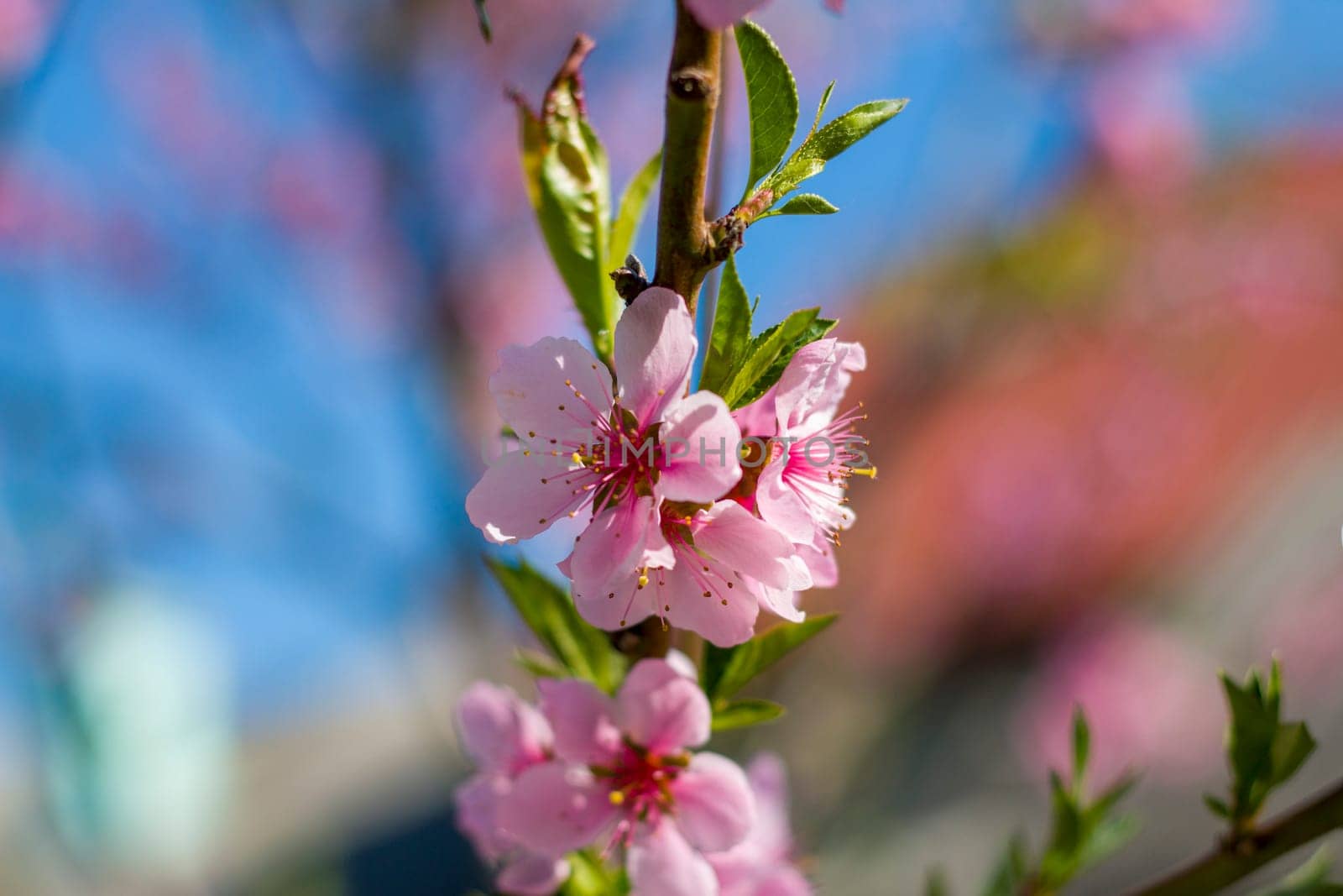 Nectarine peach spring blossom branch. Agriculture beautiful season farming springtime landscape