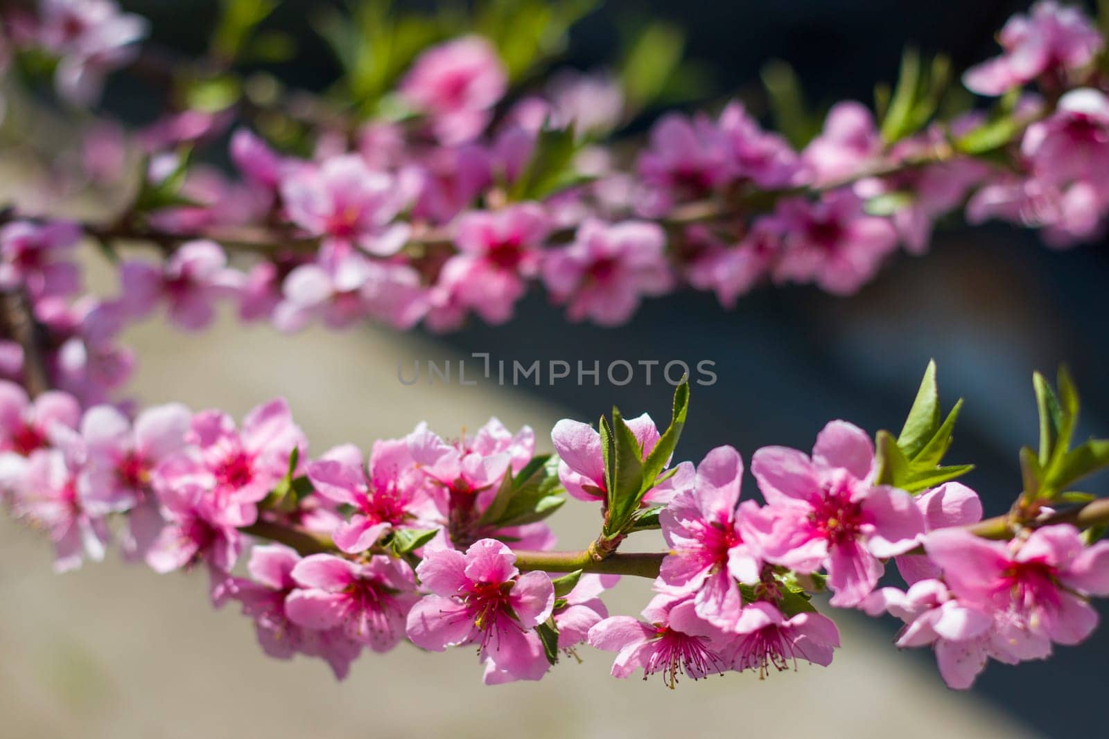Nectarine peach spring flowers on tree branch. Agriculture beautiful season farming springtime landscape