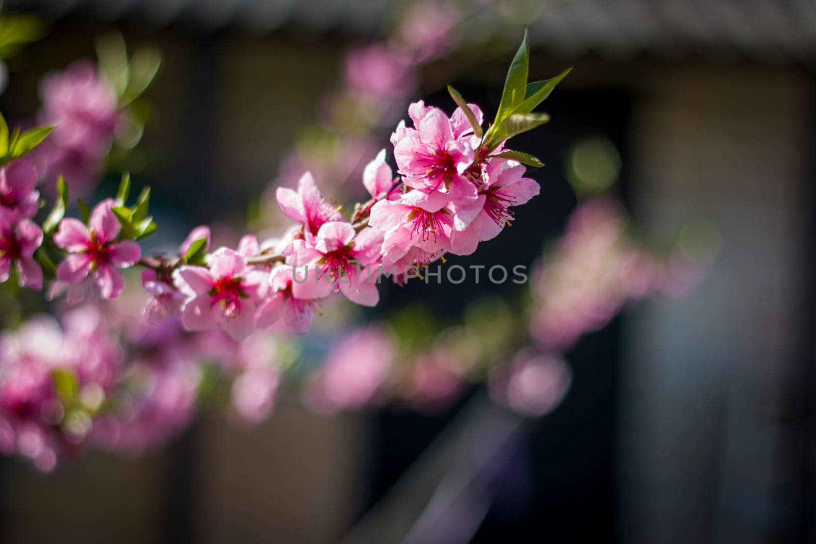 peach and nectarine spring blossom flowers branch by romvo
