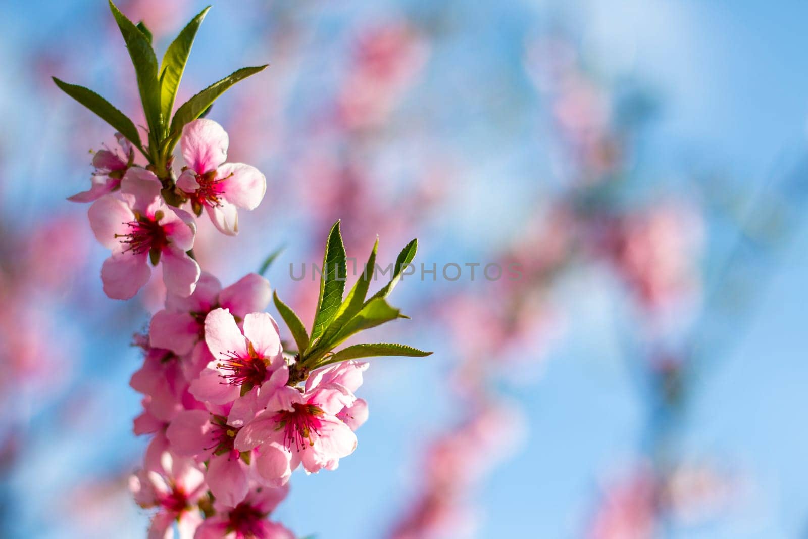 Peach nectarine blossom branch on sky backdrop. Agriculture beautiful season farming springtime landscape