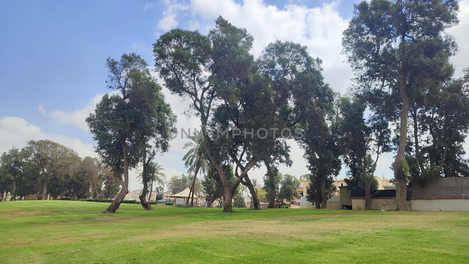 green park spring summer, trees, grass, leaves and sky, landscape. High quality photo
