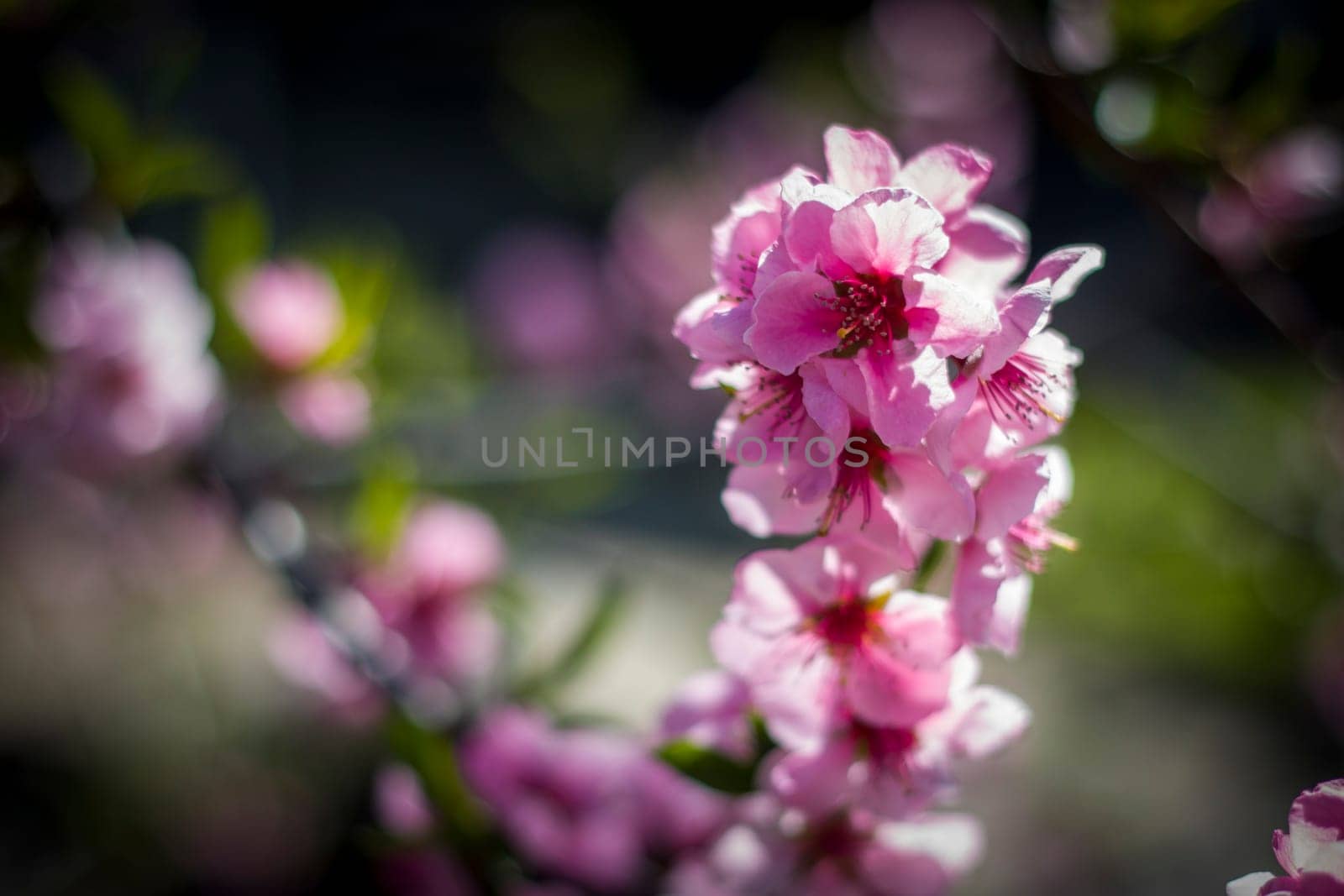Peach nectarine spring blossom flowers on branch. Agriculture beautiful season farming springtime landscape
