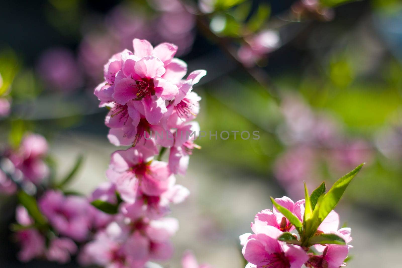 Peach nectarine spring flowers blossom on branch. Agriculture beautiful season farming springtime landscape