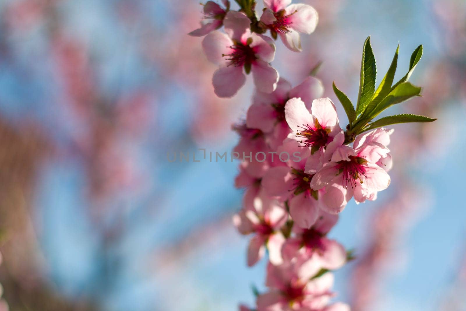 Spring blossom branch of peach nectarine. Agriculture beautiful season farming springtime landscape