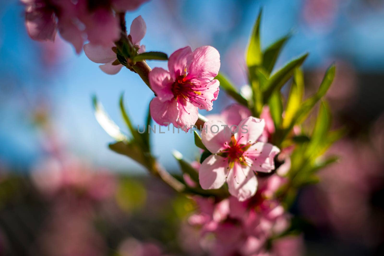 Spring nectarine peach blossom flowers on sunny day. Agriculture beautiful season farming springtime landscape