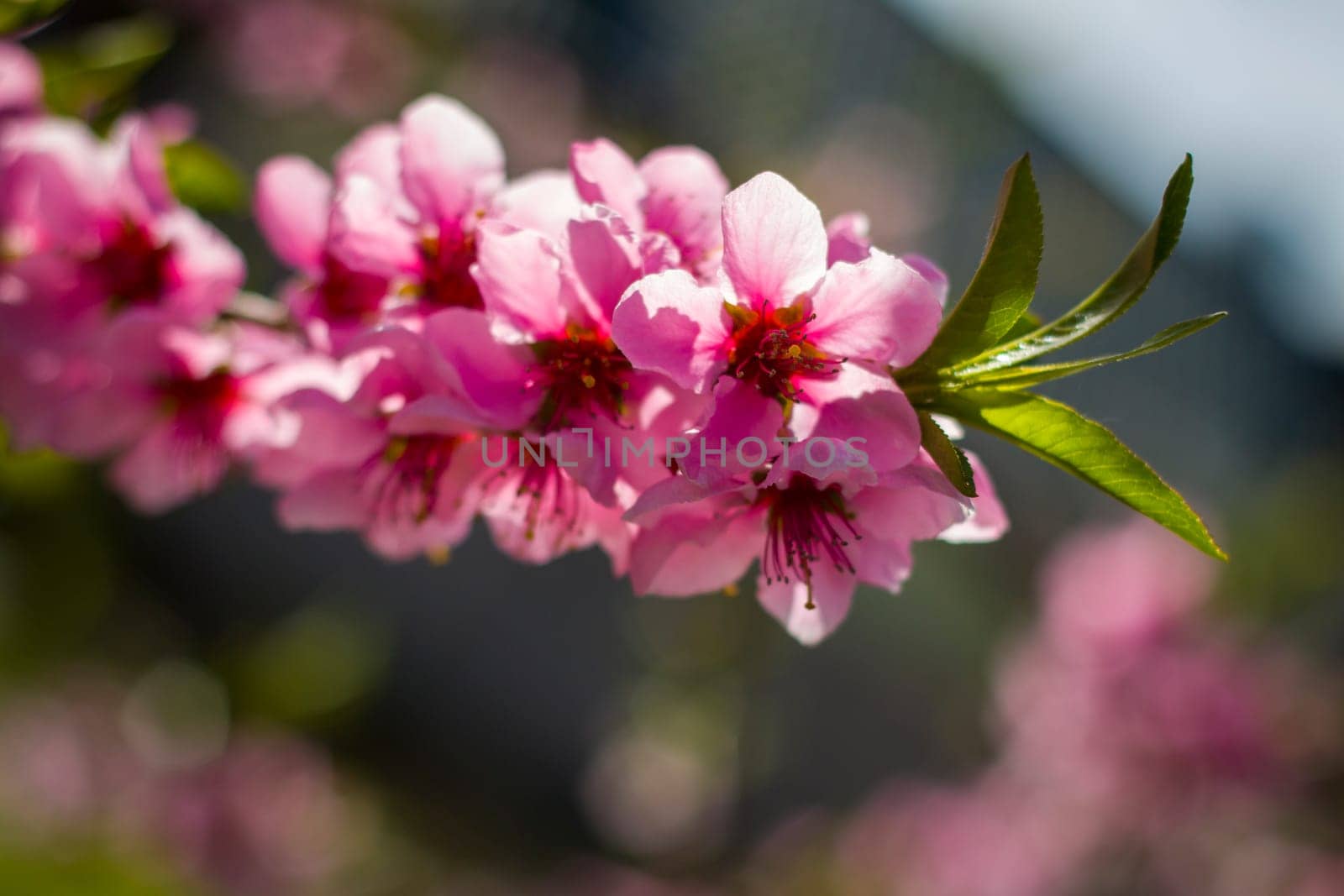 Spring nectarine peach blossom on branch. Agriculture beautiful season farming springtime landscape
