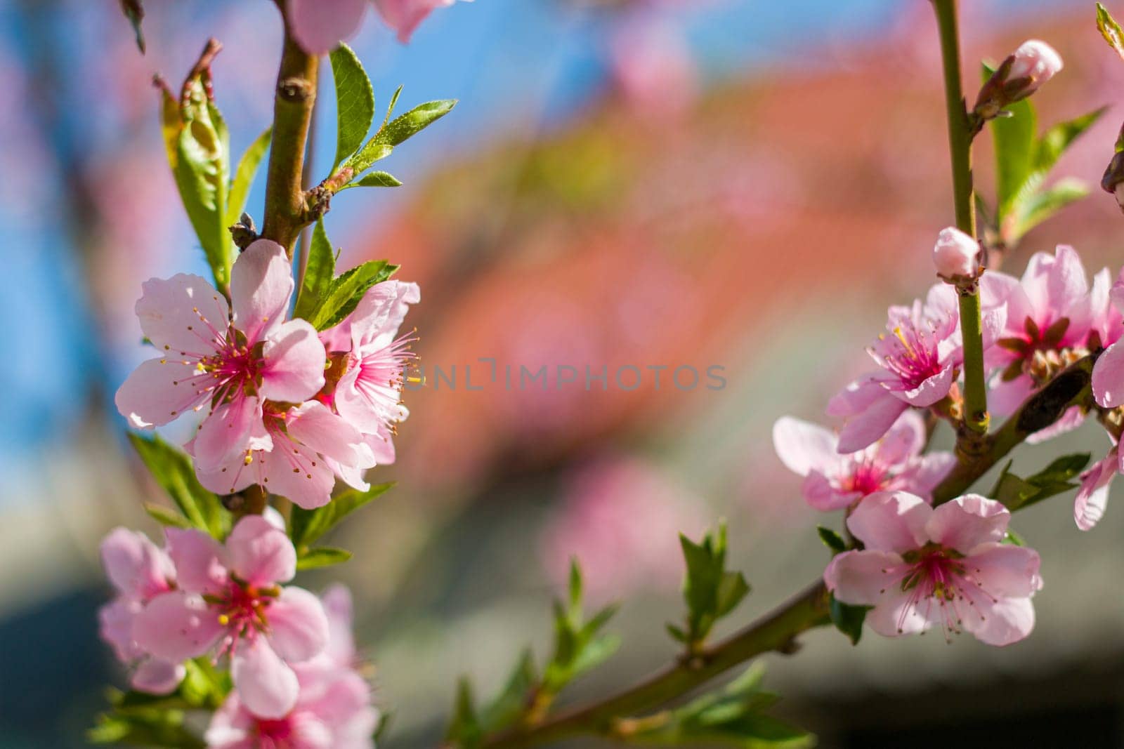 spring nectarine peach blossom on sunny day branch by romvo