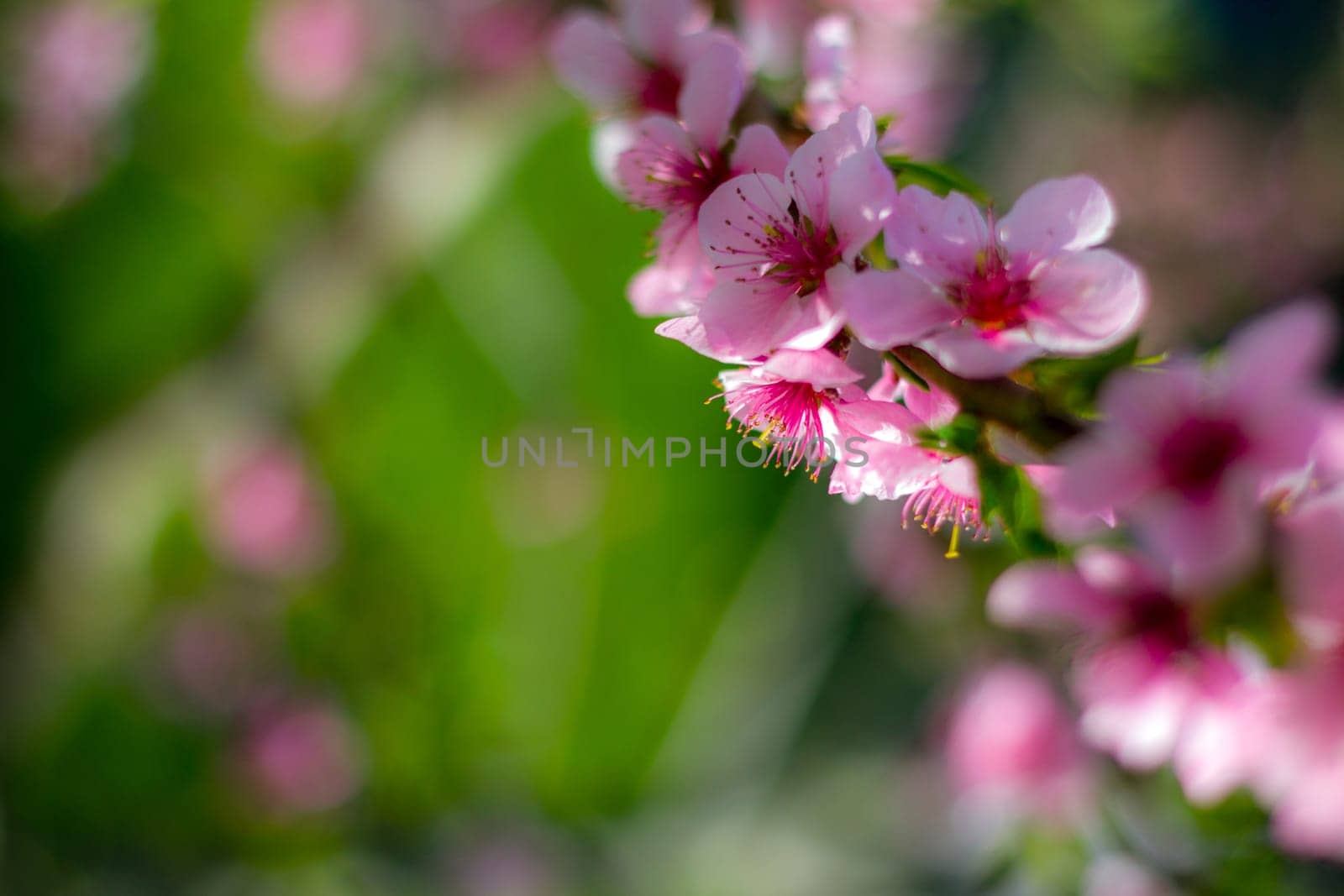 Spring nectarine peach blossom on sunny day tree. Agriculture beautiful season farming springtime landscape
